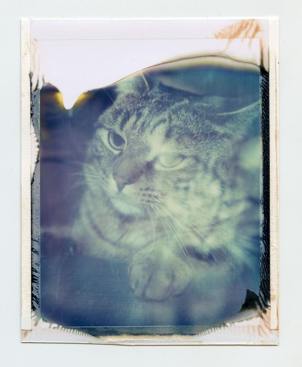 Andrew the Cat | Polaroid 180 | Polaroid 669 film | Blair Daffy