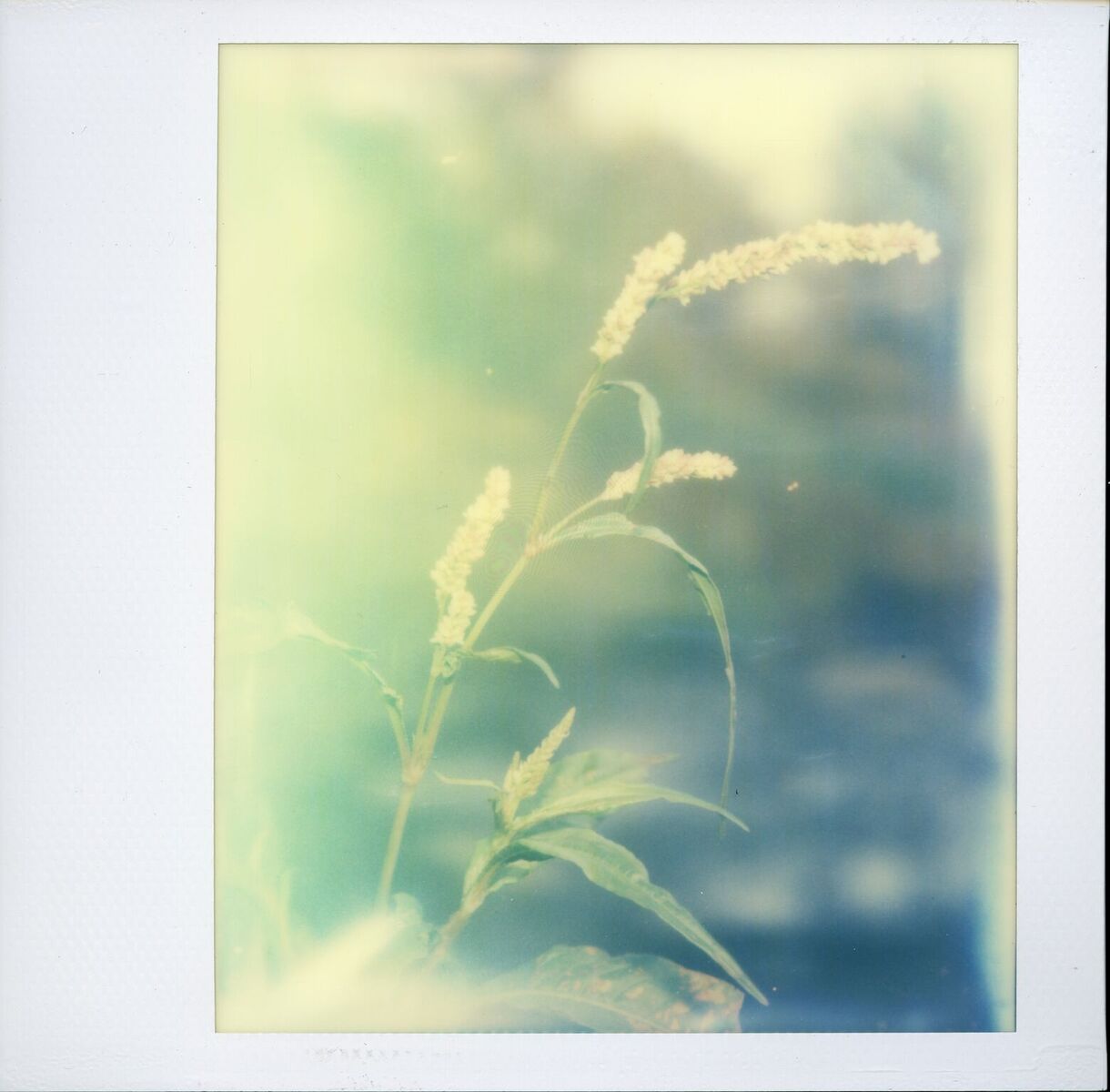 Fairy Grass | Polaroid SX-70 | Impossible Project Spectra Color Gen 2 | Ecasy Chino