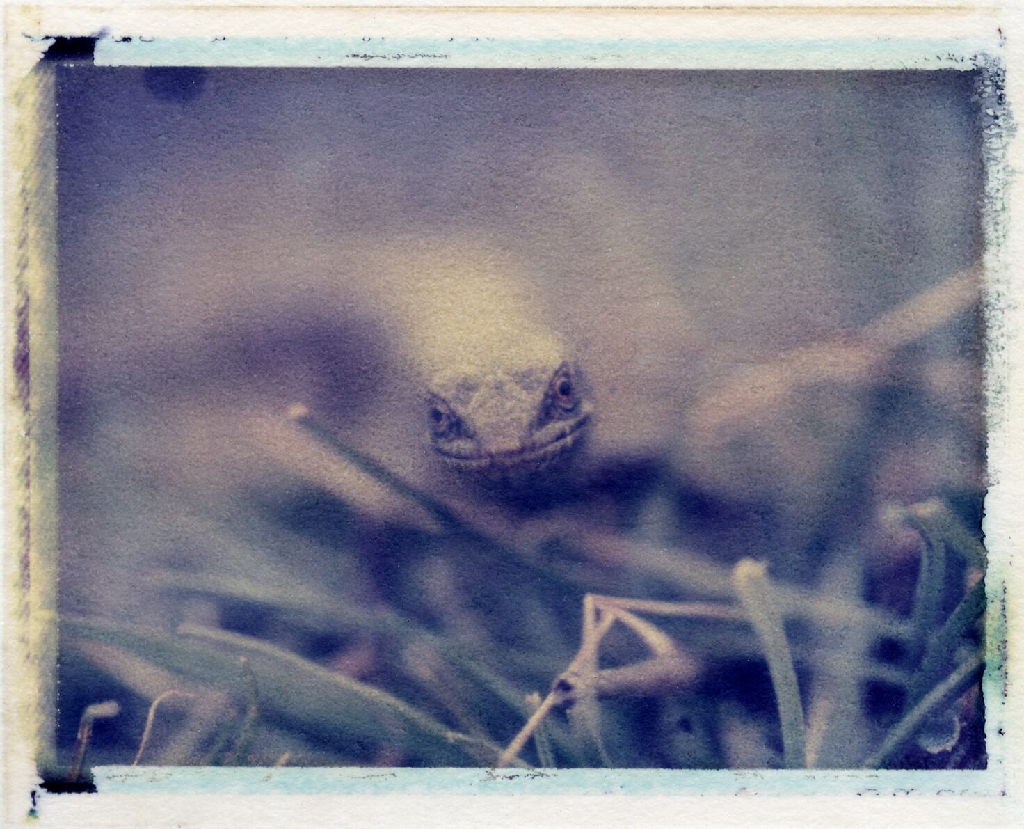 Alligator Lizard | Day Lab | Polaroid 669 film | Matt O’Brien