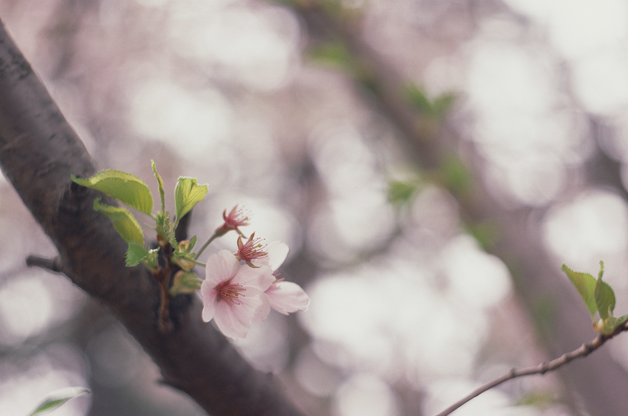 Sakura | Spotmatic II | Helios 44mm f/2 | Fujichrome Sensia 200 | A. Gammell