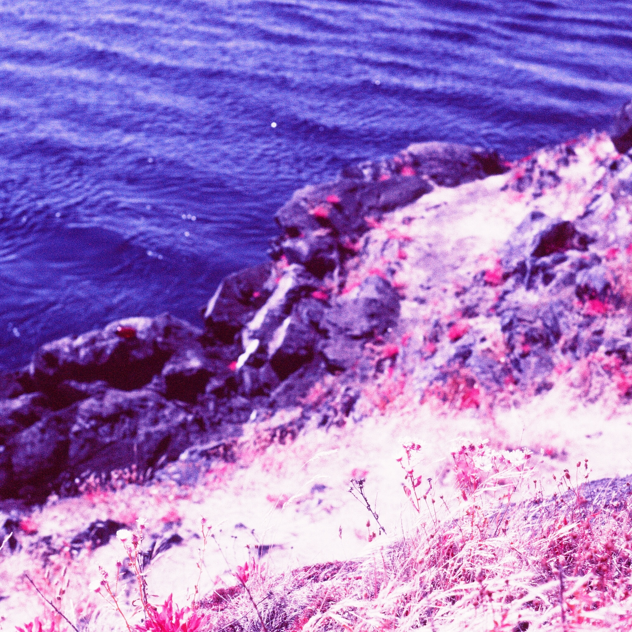 Shark Reef | Olympus OM1 | FPP Color Infrared 35mm | Alex Lorden