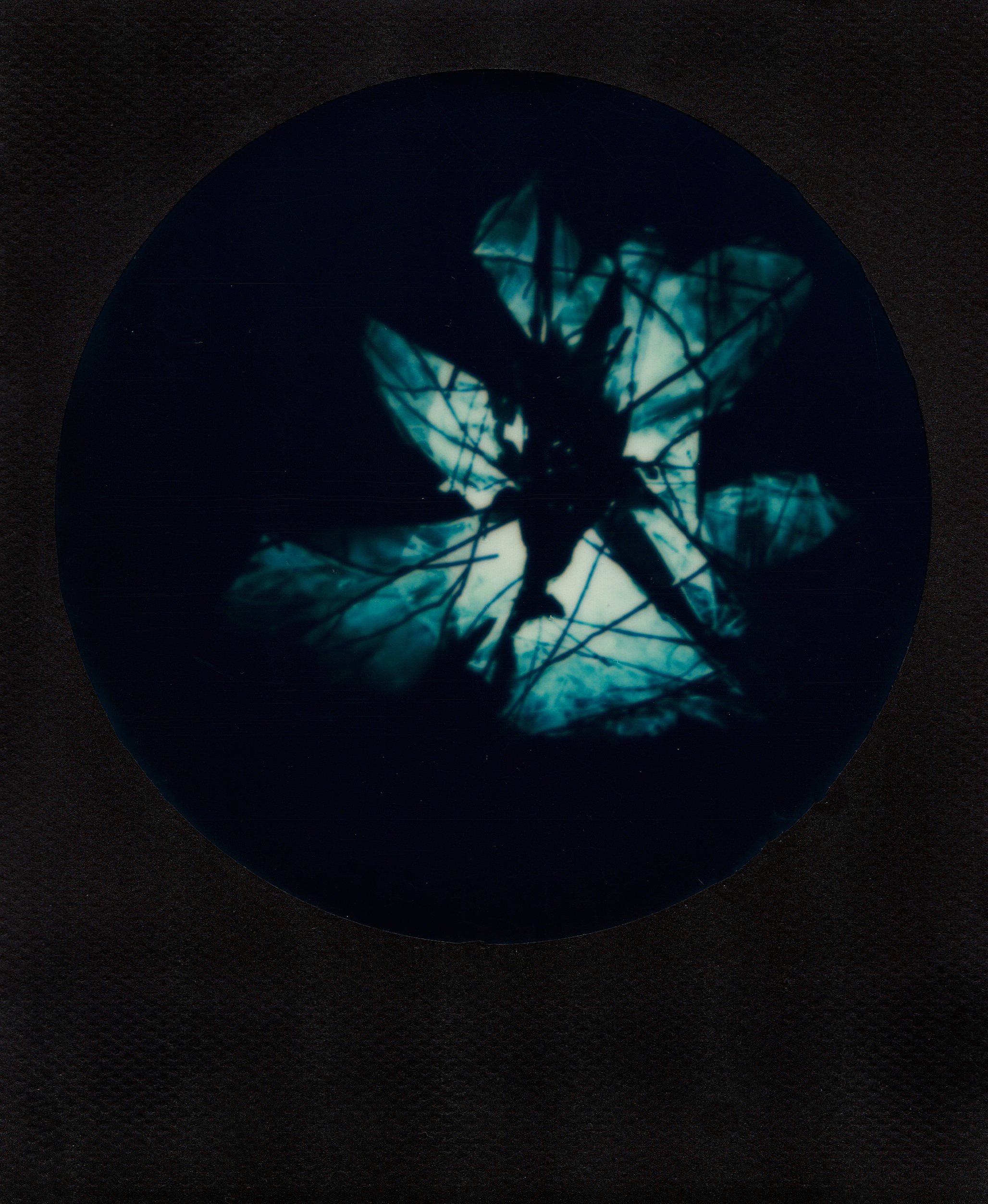 Alive | Polaroid Sun 660AF | Impossible Project Color 600 Film (Expired) | A Language Abstracted | Ioana Taut 