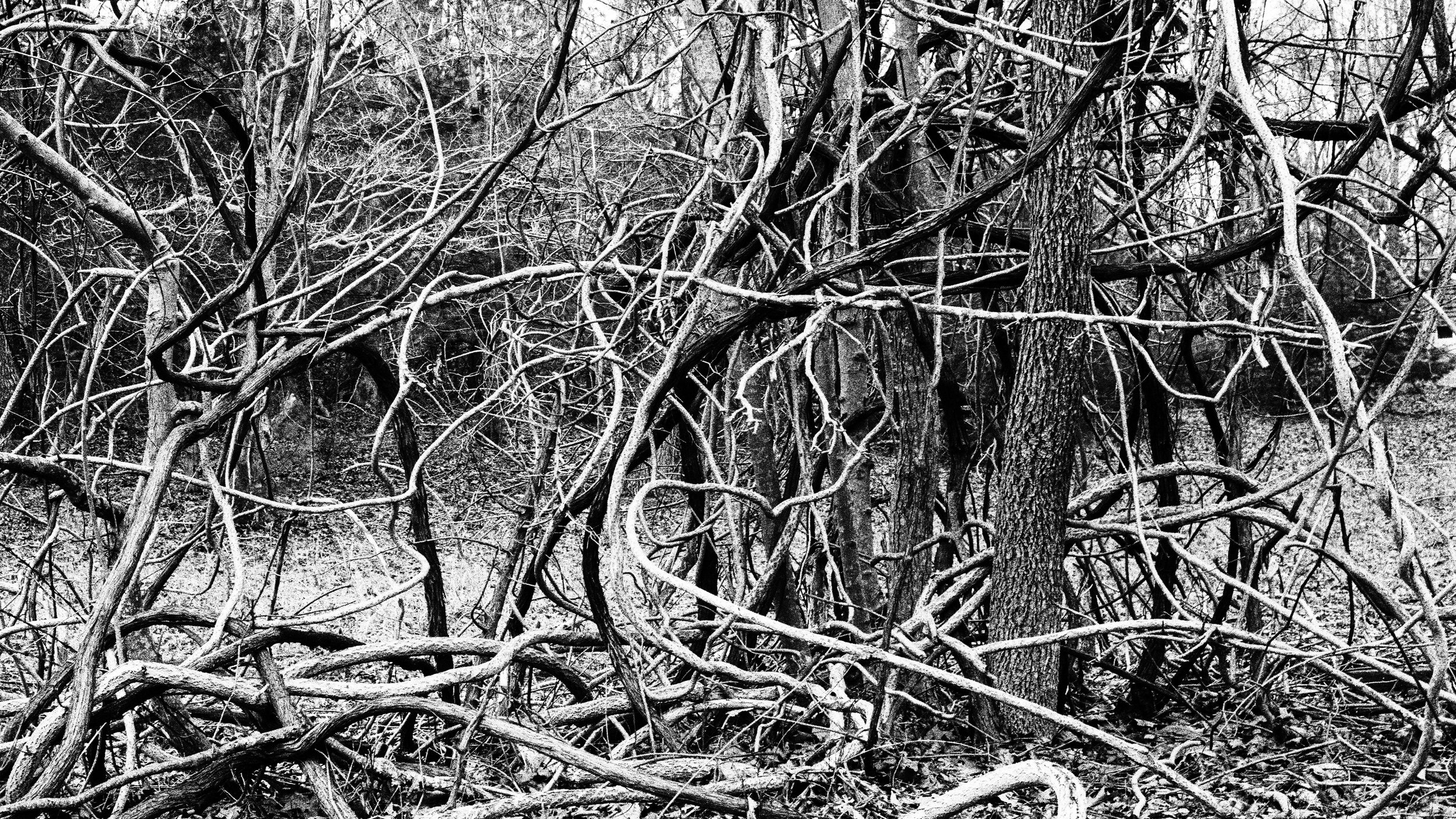intertwined vines and the texture of trees | hasselblad | xpan cinestill xx | keith mendenhall