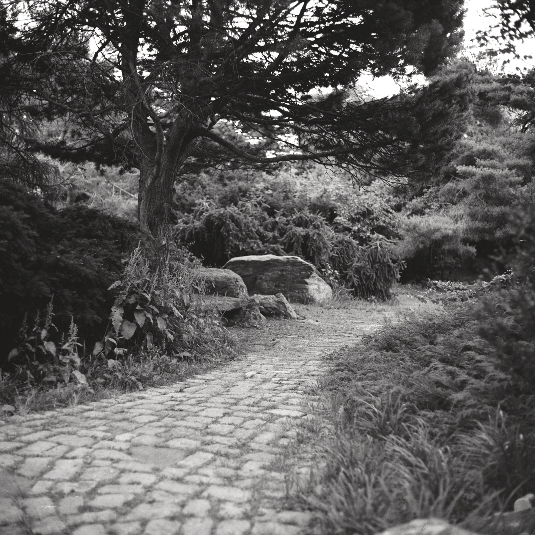 Japanese Garden Path | Kiev 60 | TMax 400 | Ian Ross