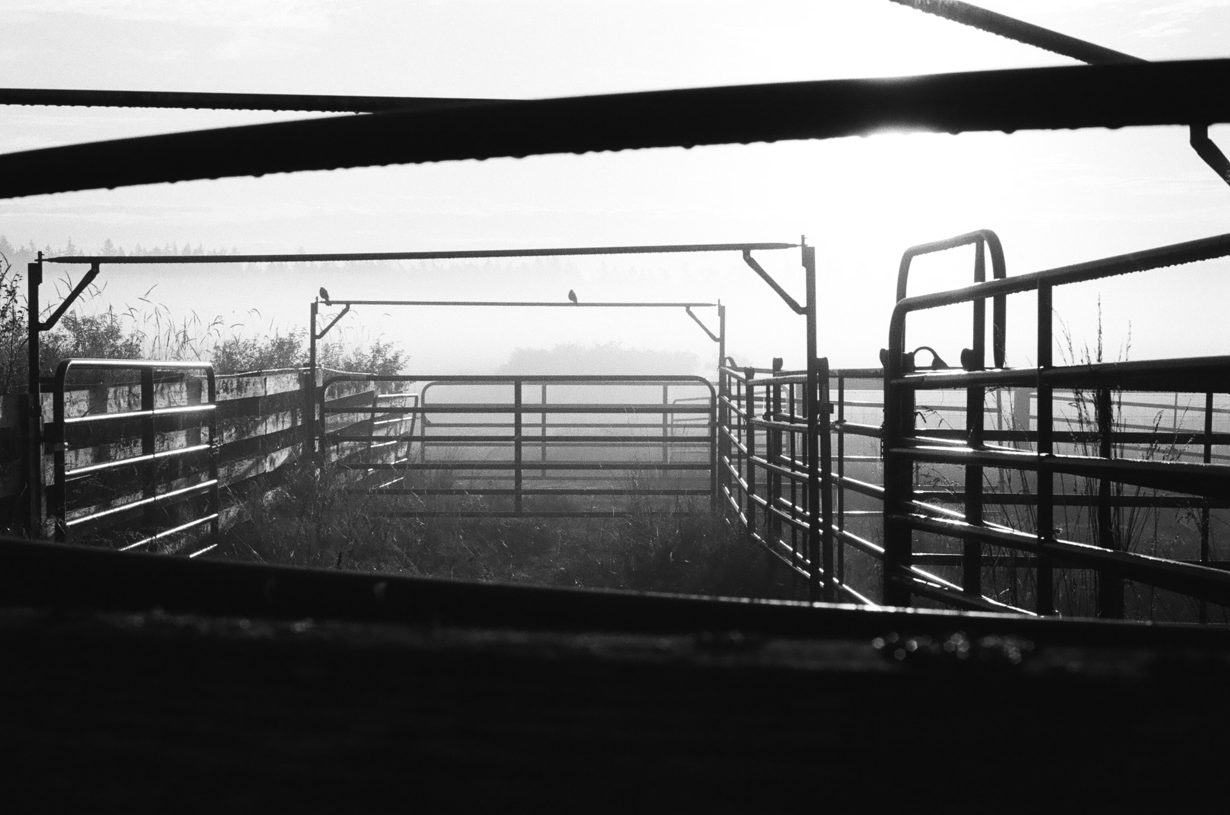 Alexander Lorden | Sweet Grass Beef Farm At Dawn | Olympus OM-1 | KodakTri-X 400