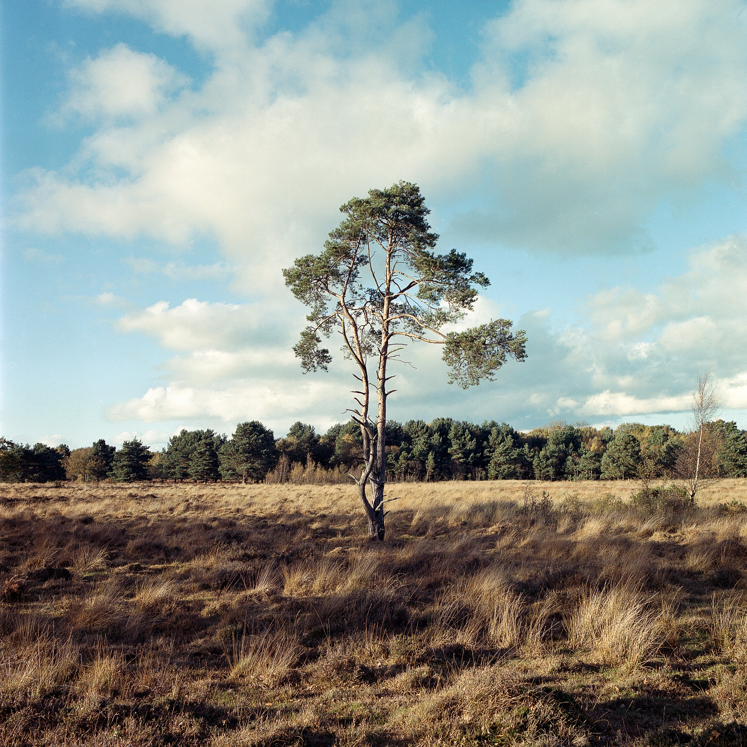Skipwith Common | Hasselblad | 60mm | Portra 400 | Mark Hillyer
