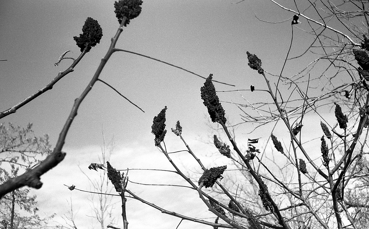 (3)ArgusC3_Kodak TMX 100 Exp. 2000.jpg