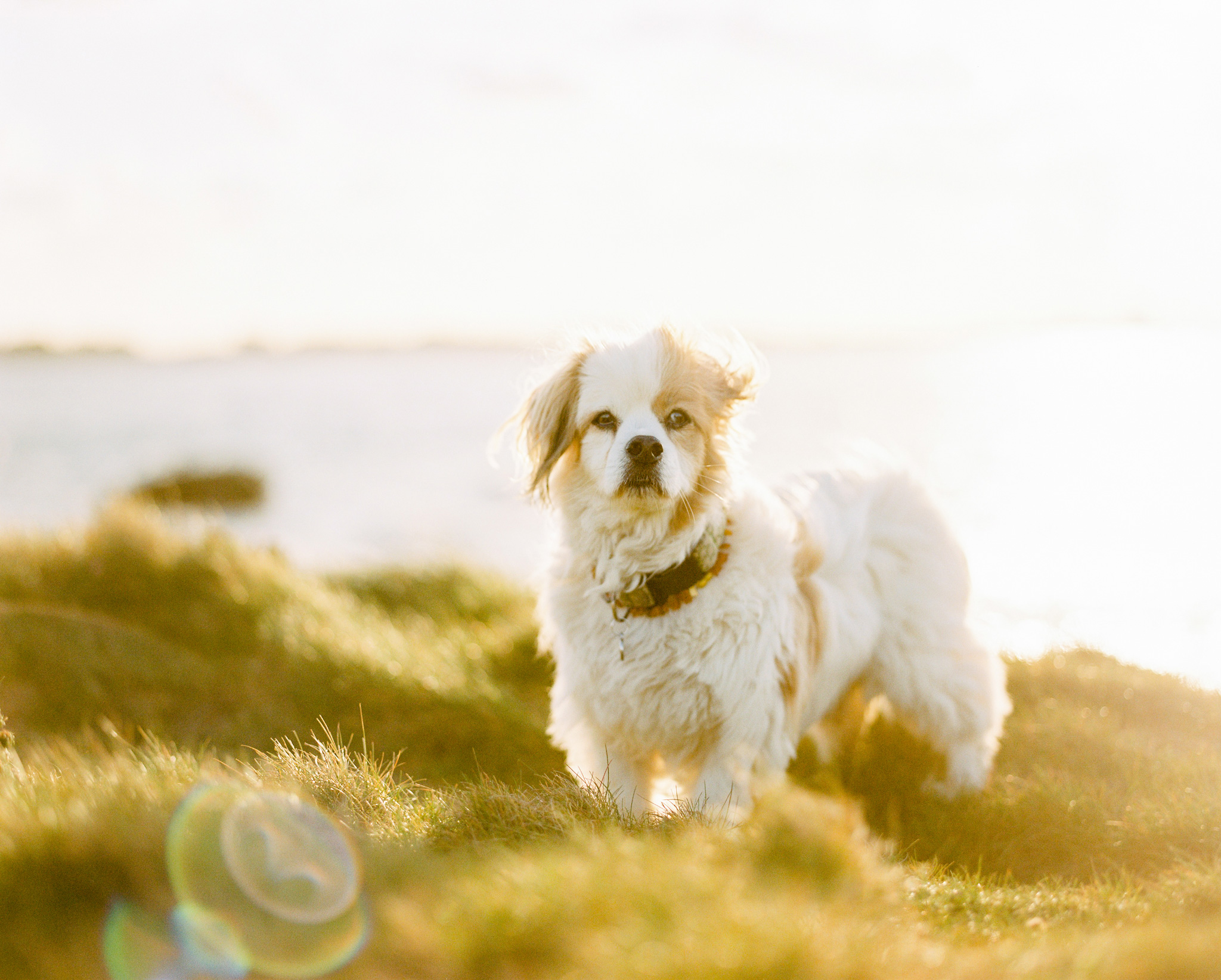 Nils Karlson | Rüdiger - the original landscape dog | Mamiya RZ67  | Portra 400