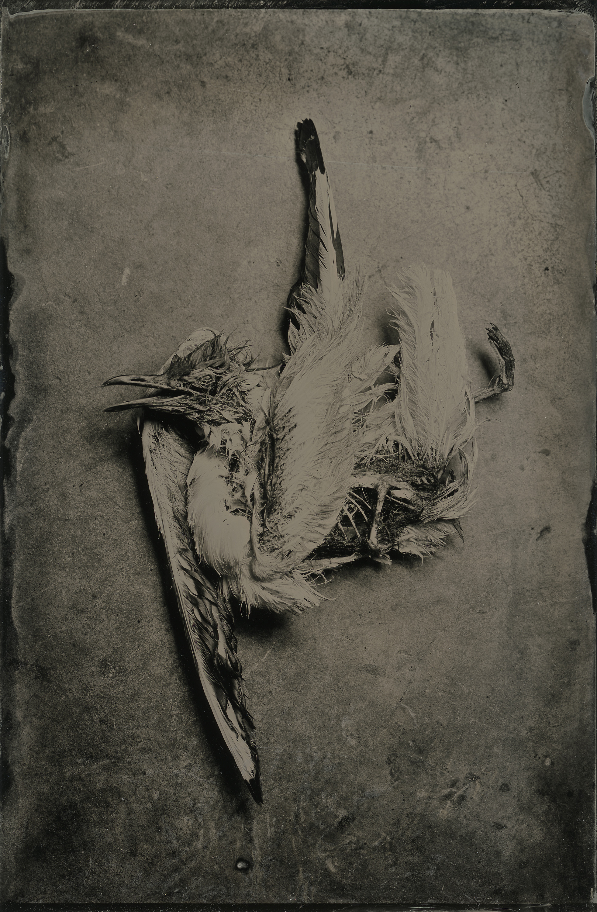 Steve Lovegrove | Seagull | Sinar Norma | 5x7 Wet Plate Collodion