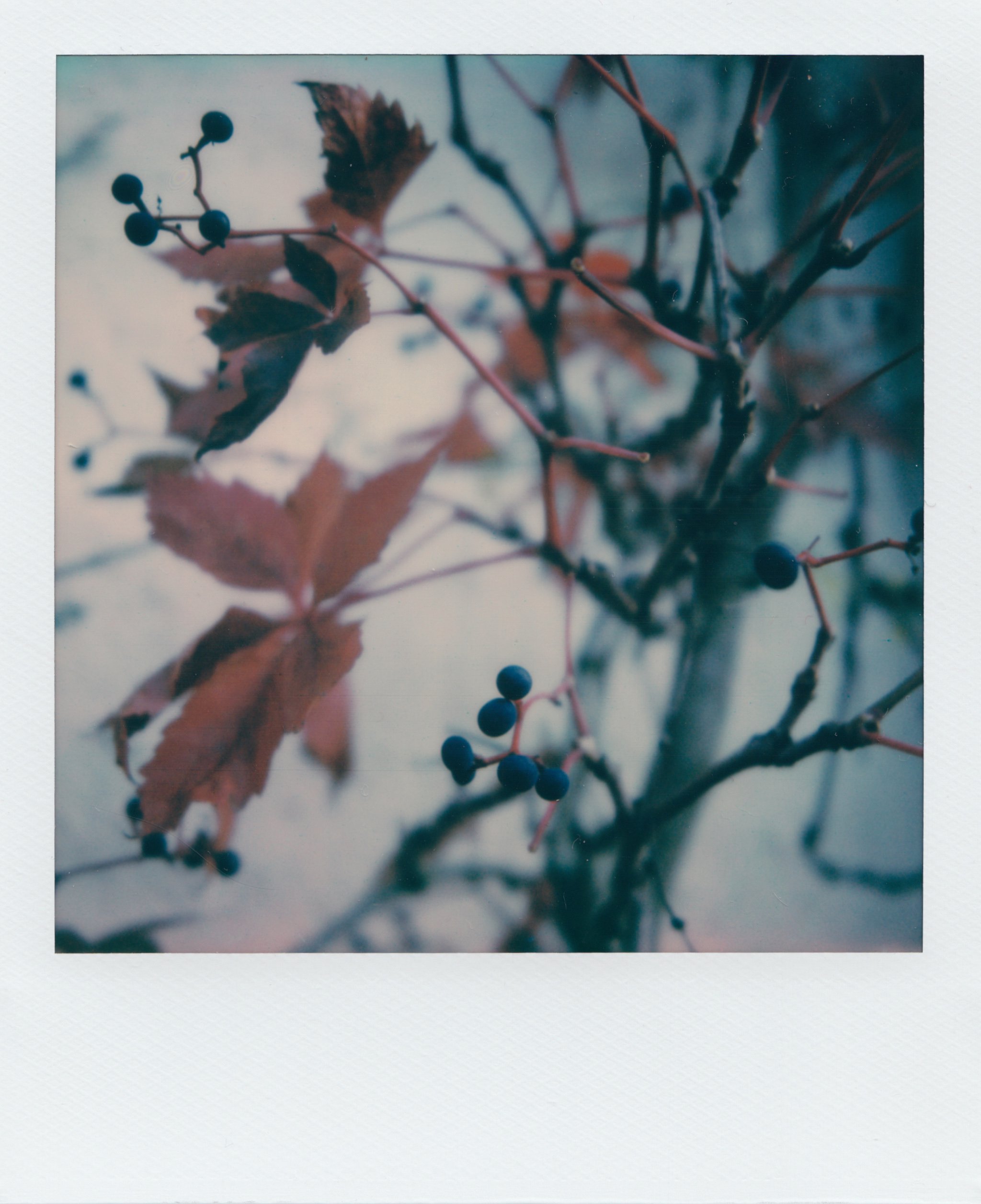 Falling for Fall | Polaroid SX70 | Impossible Colour | Ioana Tăut 