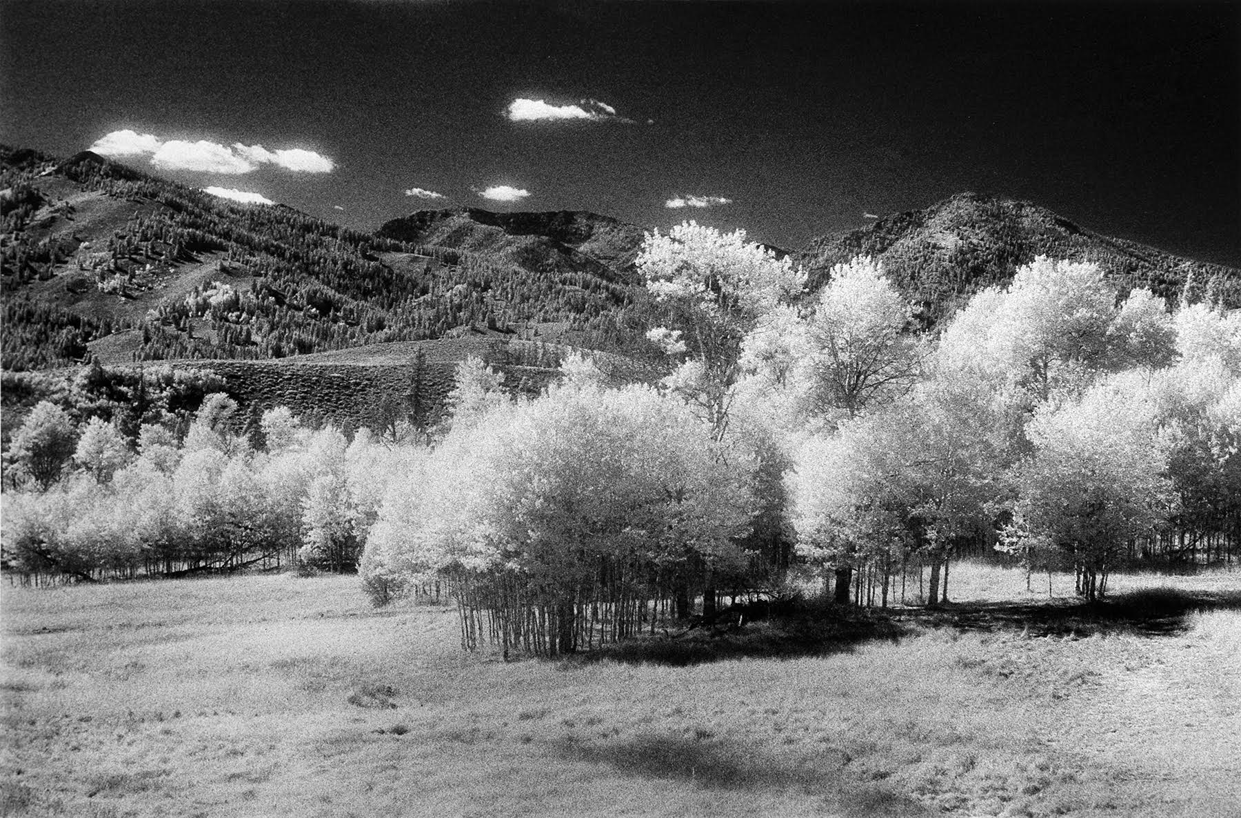 Boulder Aspen Grove…Sept. 2005 Rolleiflex 3003, 50mm Planar, Kodak HIE Infrared