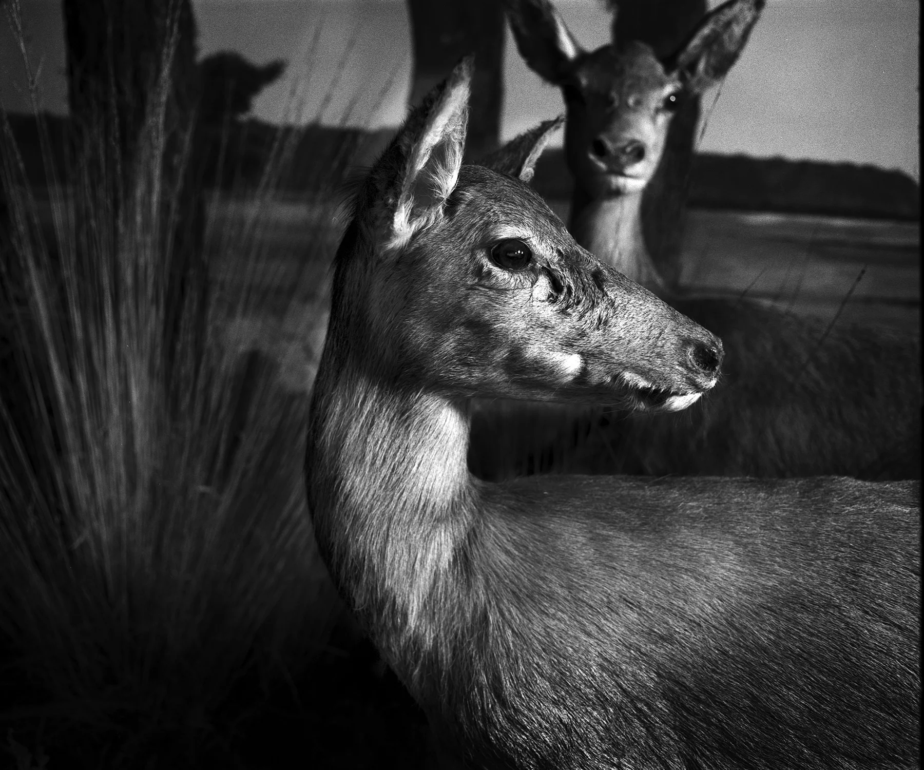 More Than Life | Mamiya RB67 | Marieta Landkroon