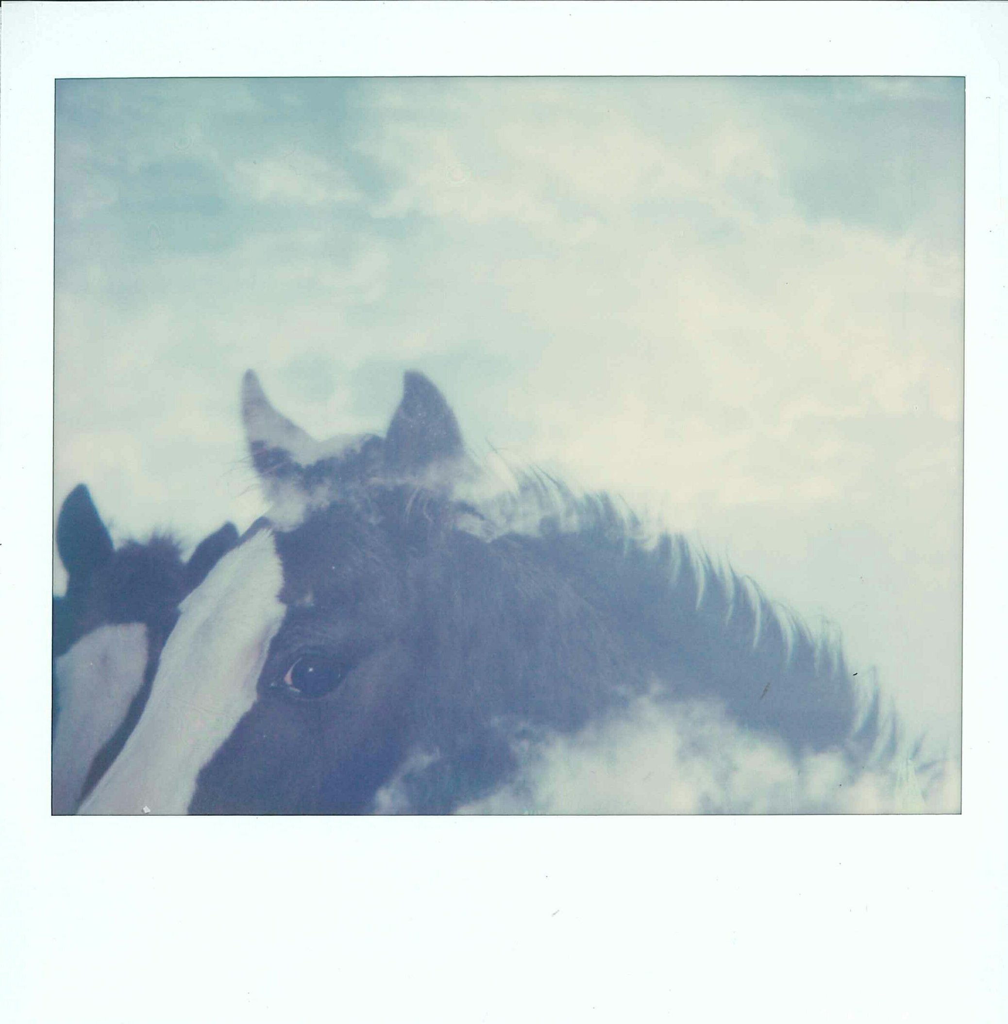 Horse Series | Spectra | Impossible Project film | Amanda Pendlebury