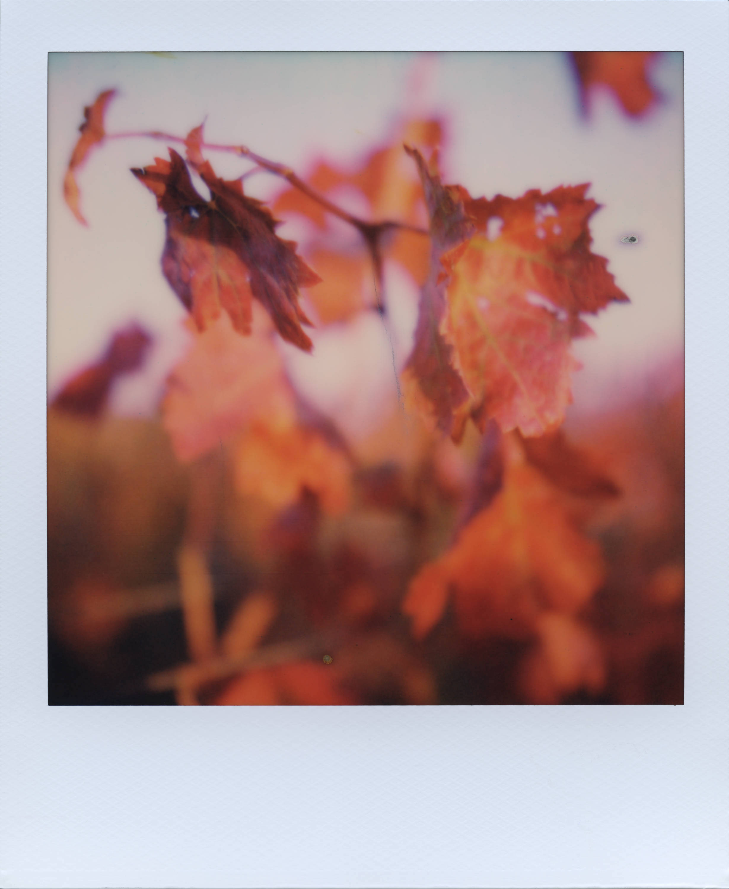 This Is Happening | SX-70 | POS SX-70  | Ale Di Gangi