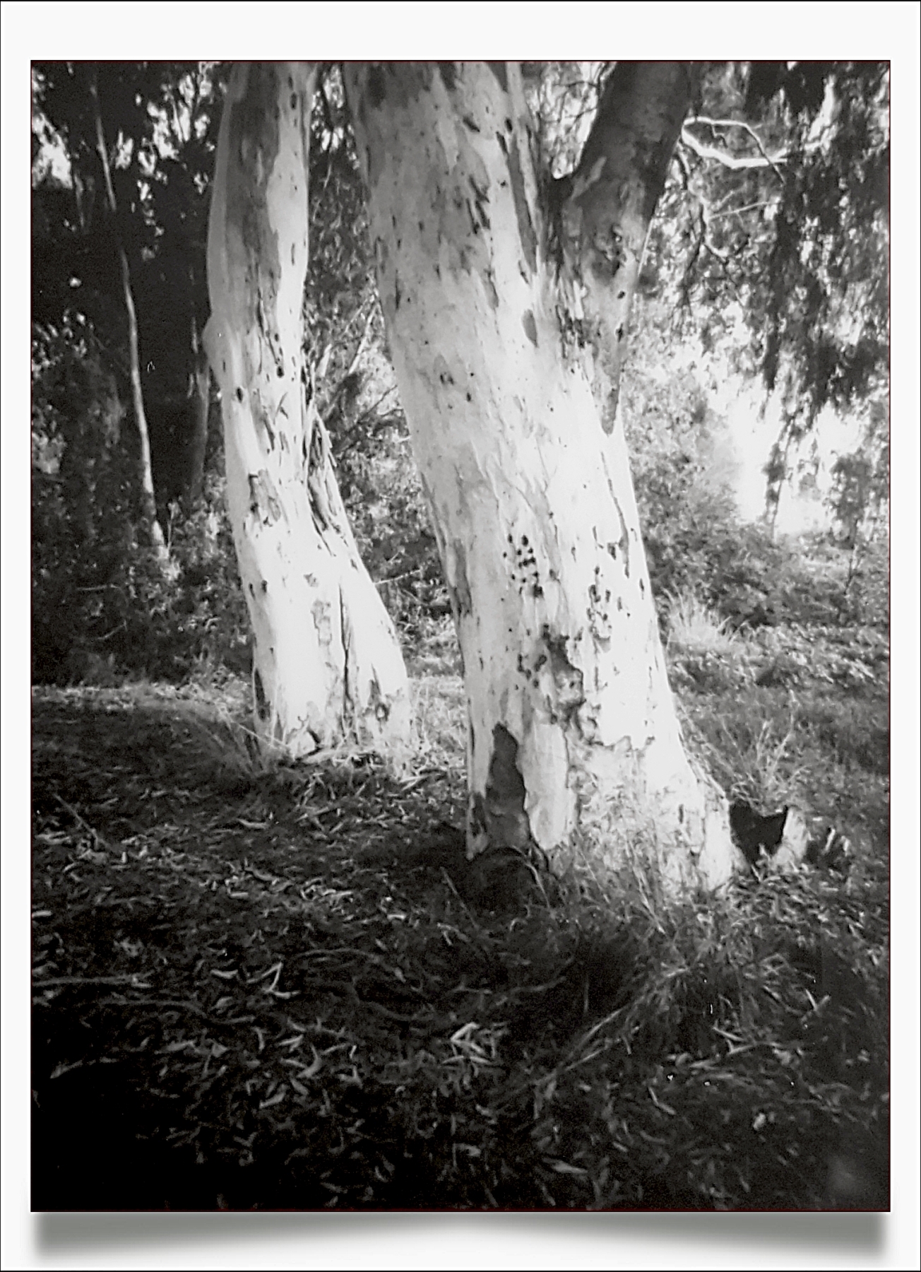 Eucalyptus Tree | Lomo Automat | Fuji Instax Mini | Daphne Schnitzer