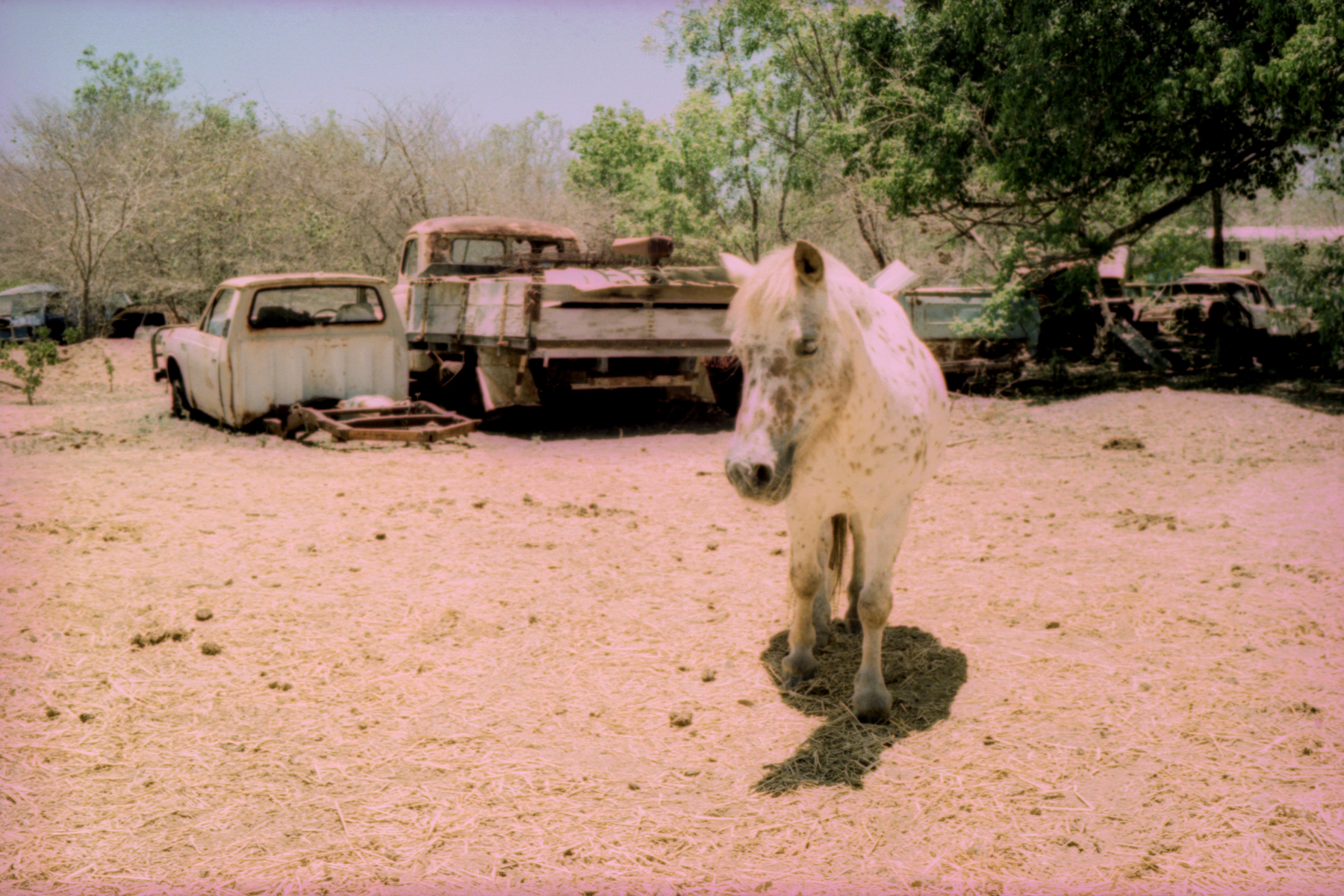 Junkyard Pony | Leica M3 | E100 in C41 | Greg Williamson