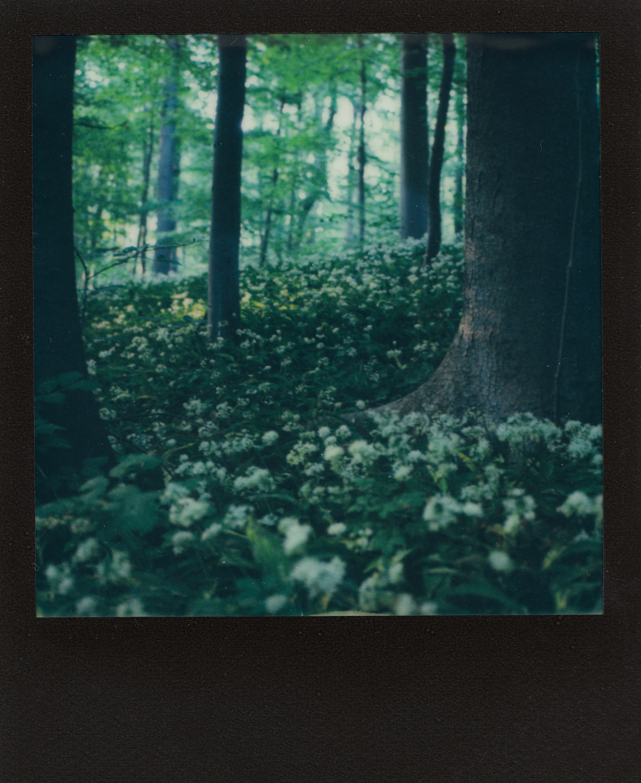 Something Out Of A Fairytale | Polaroid Land Camera SX-70 | Impossible Project Expired 600 | Ioana Taut