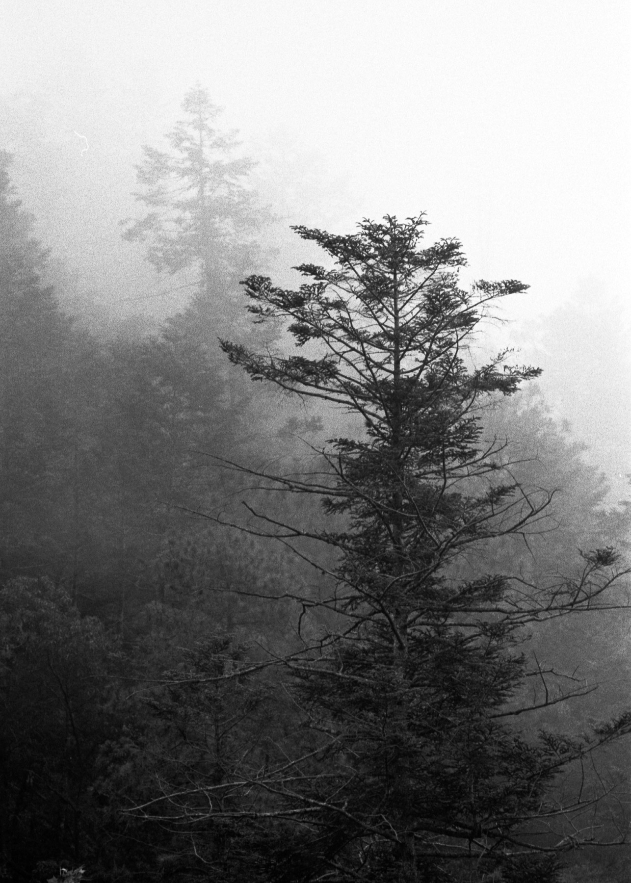 Kodak TriX 400 - MD Rokkor 135/2.8