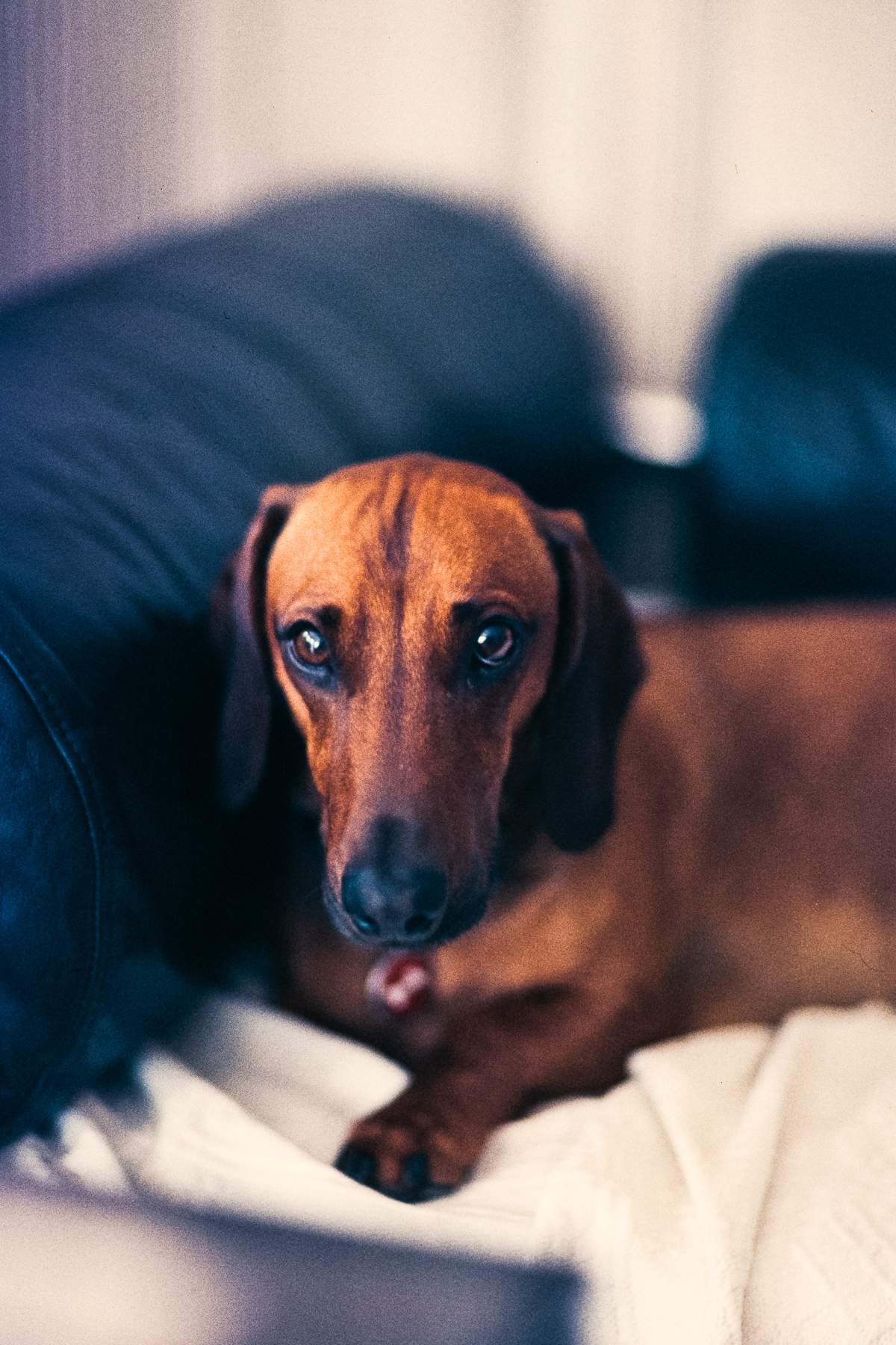 Ludwig Hagelstein | Dignified Dachshund | Canon EOS 1V