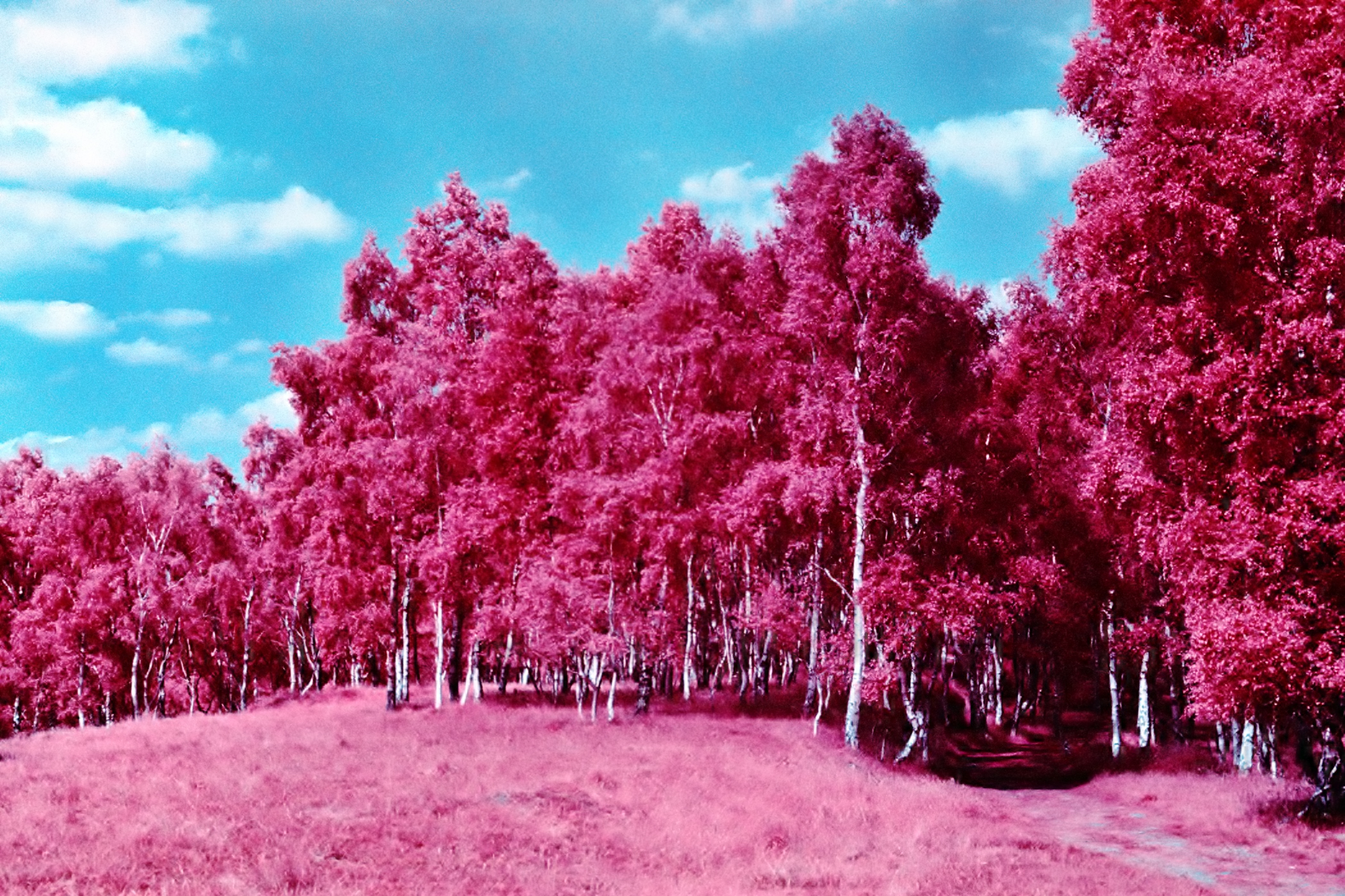Bubblegum Trees | Colour IR | Zenit TTL | Lucy Wainwright