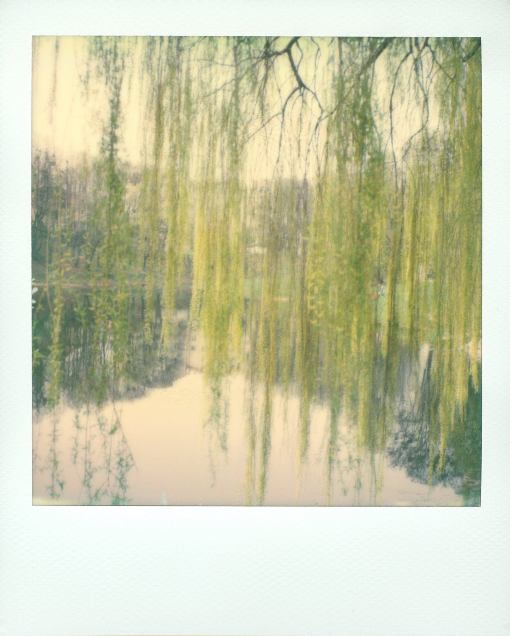Weeping Willow | Polaroid SX70 | Impossible Project 70 Color | Noah Zyla
