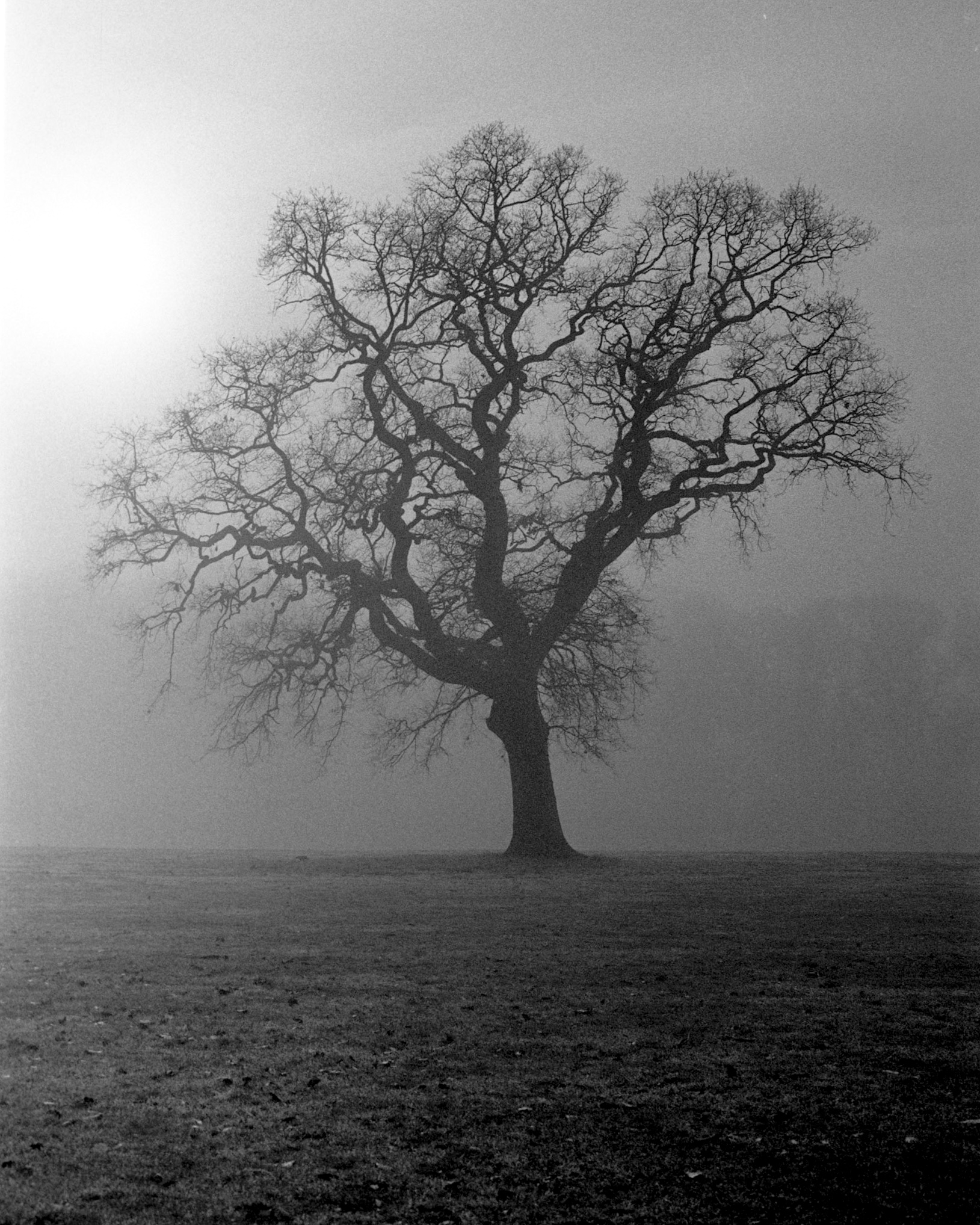 Michael  Rennie | Pea Soup | Olympus OM2-n