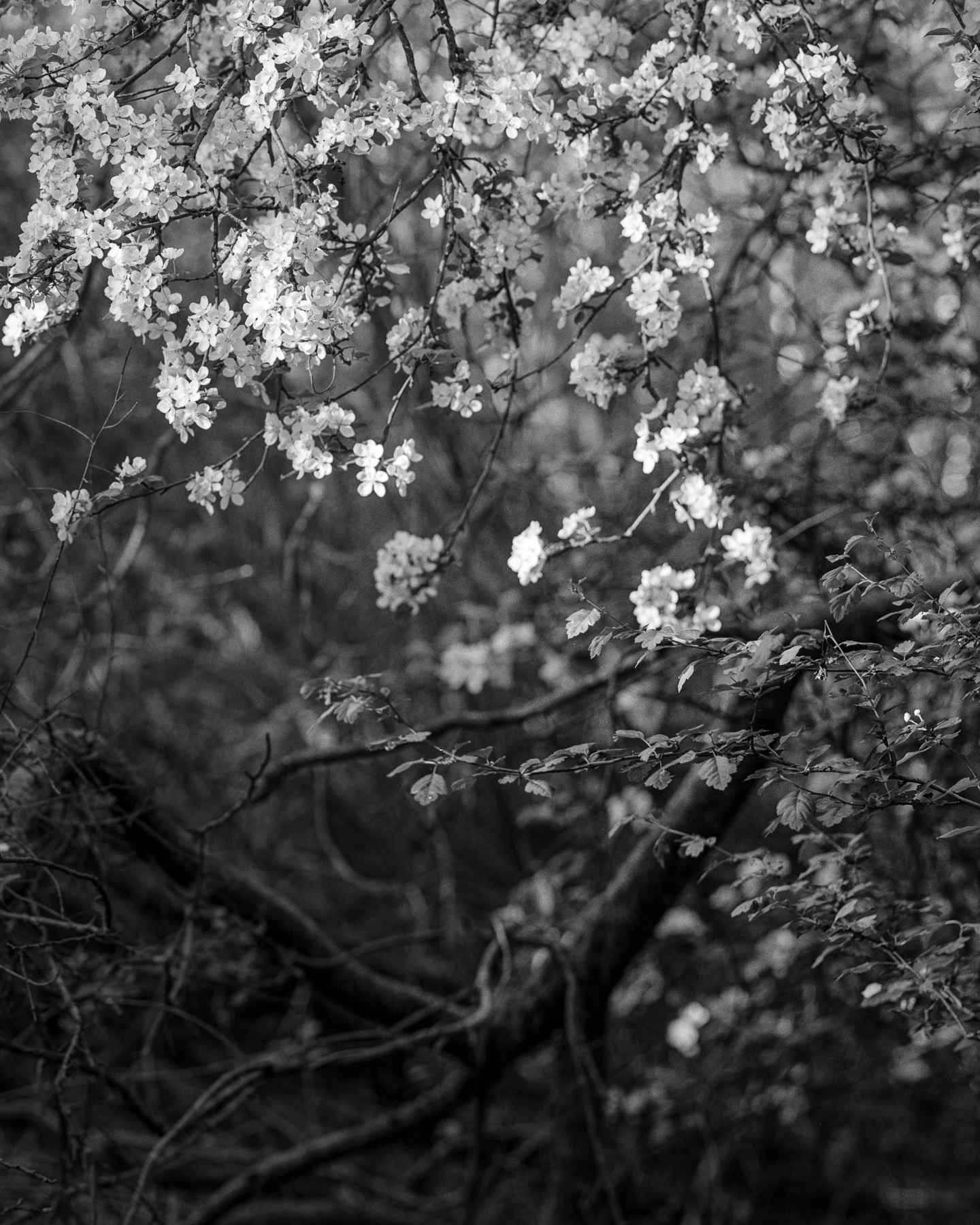 Blossom | Intrepid 4x5 | Darren Rose