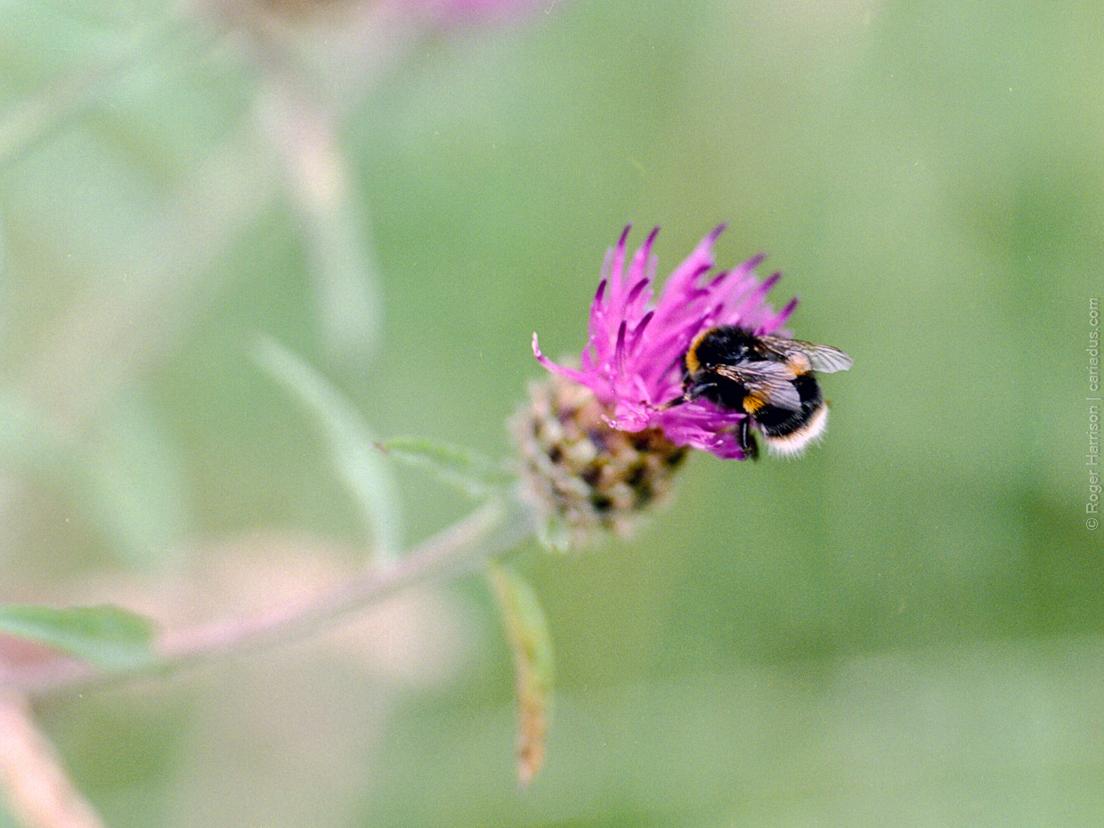 Pollination | Hasselblad H1 | Fuji Pro 400h | Roger Harrison