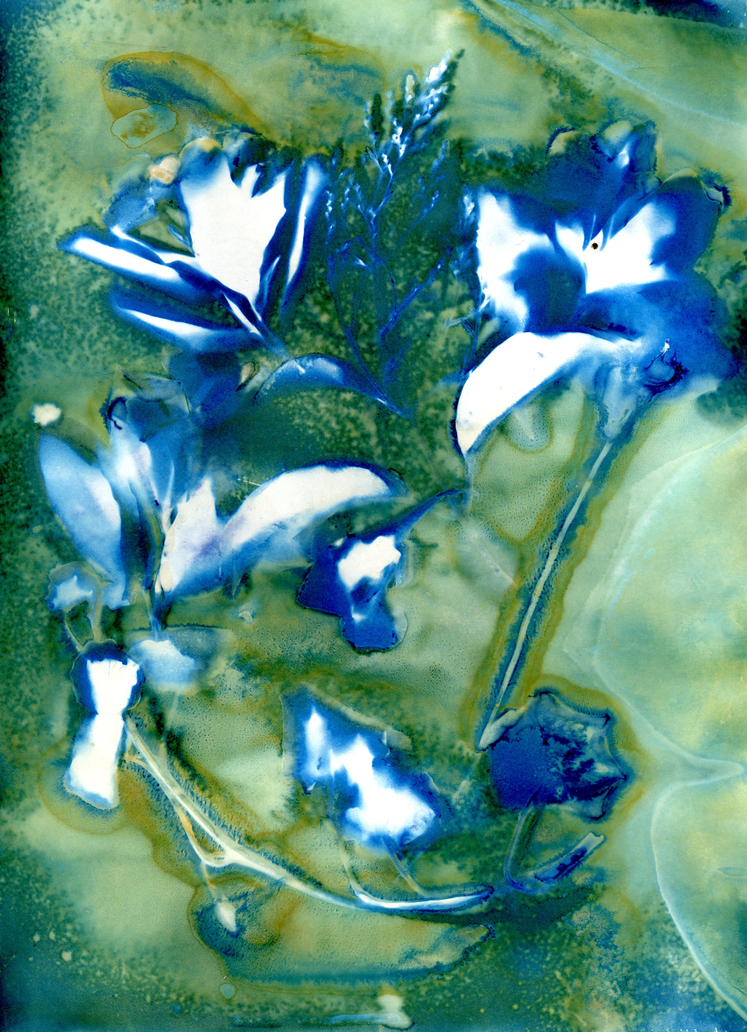 My Garden | Wet Cyanotype | Barbara Murray