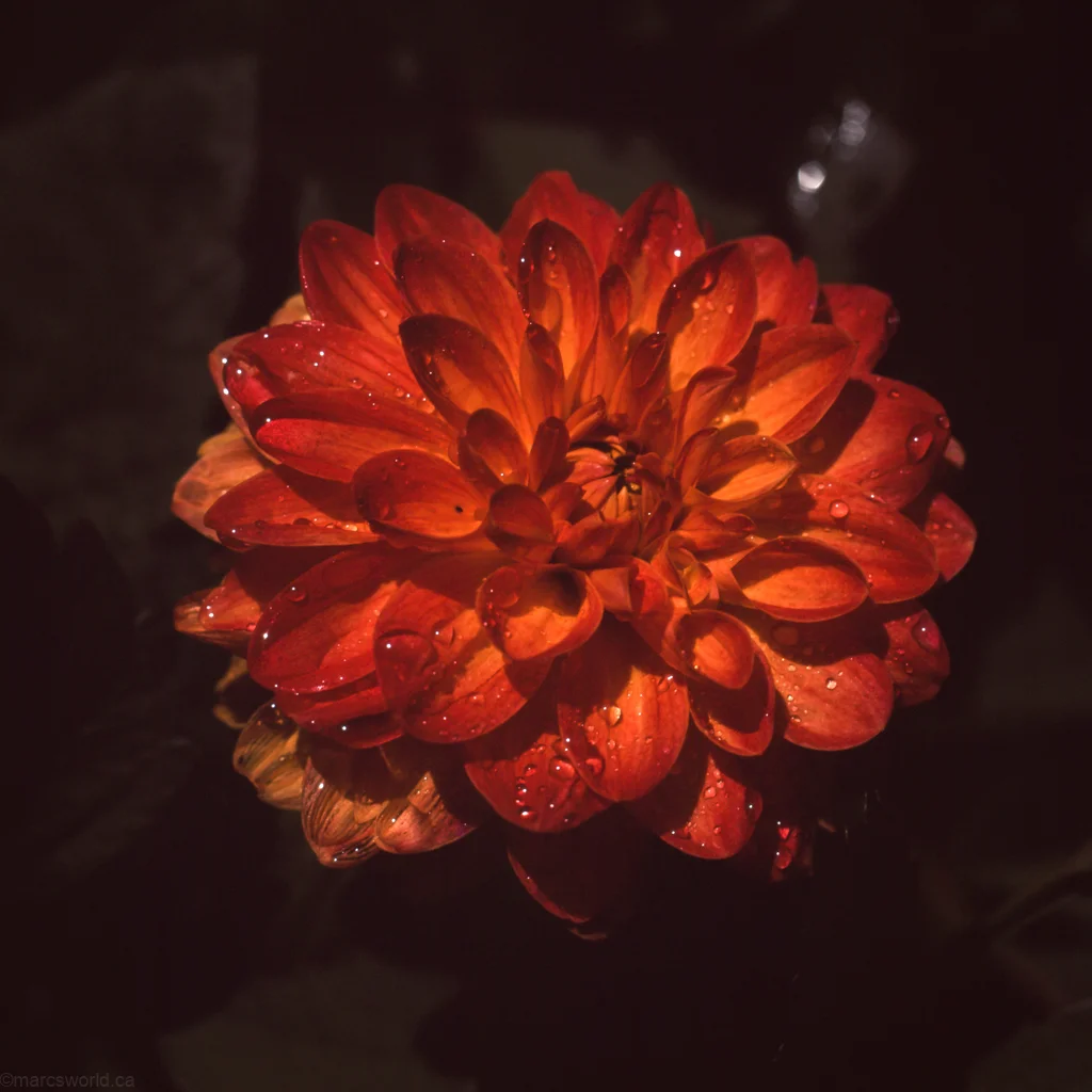 Untitled | Hasselblad | Velvia 50 | Mark Nagainis