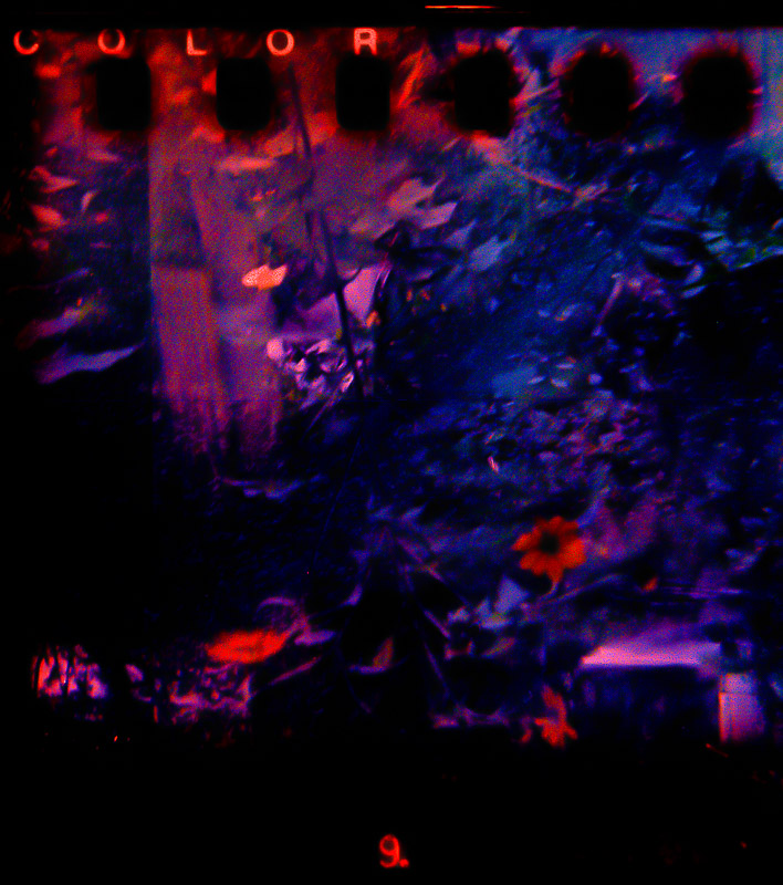 Color 9 | Bilora Bella | Lomography 400 f2 | Ruby Berry