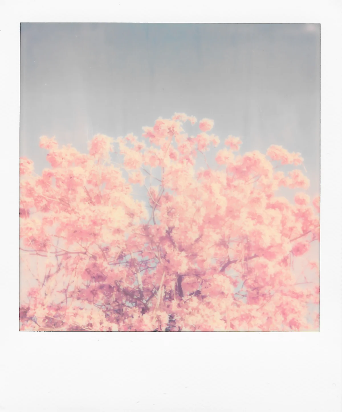Pink Leaves | Polaroid OneStep 2 | Polaroid Color 600 | Kevan Wilkinson