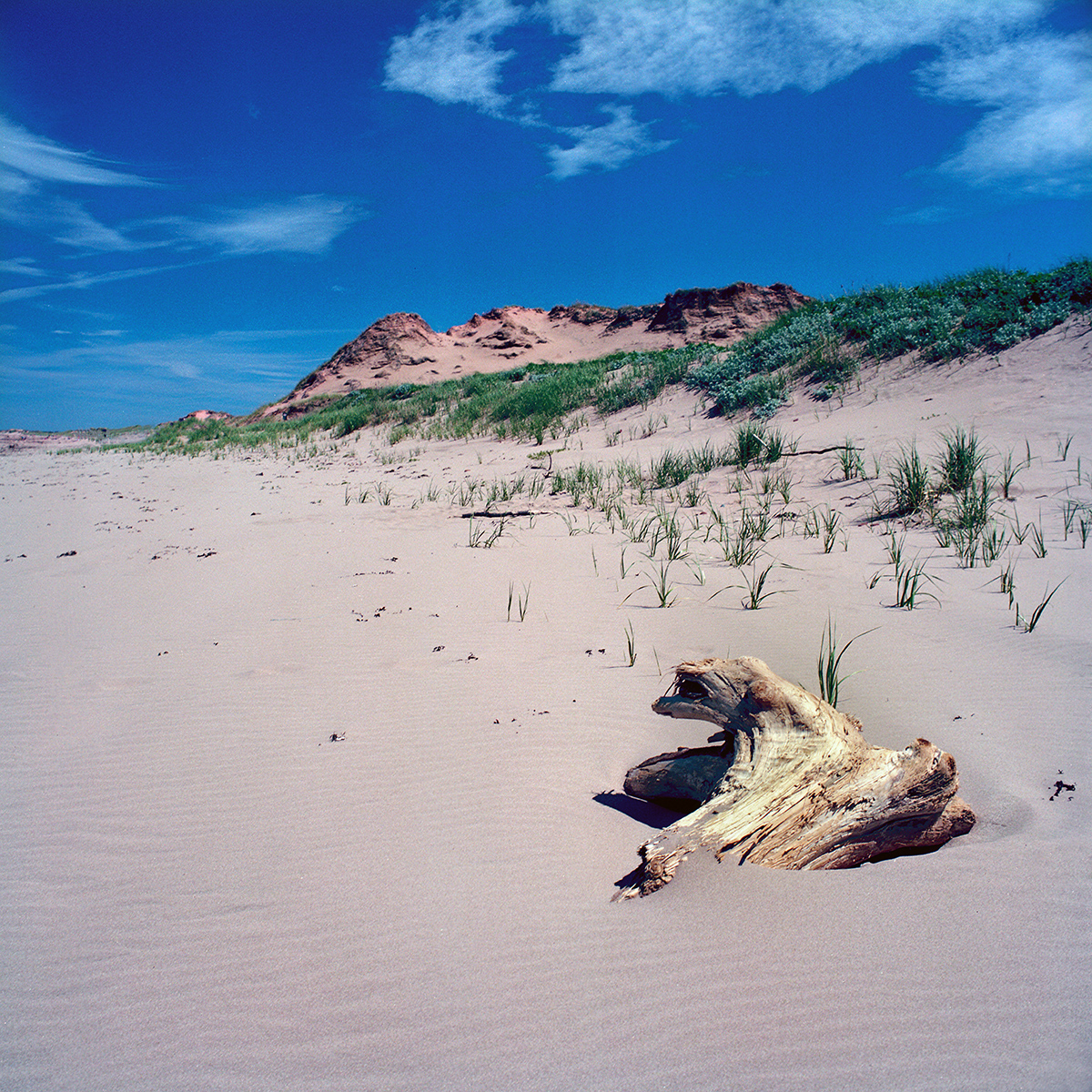 Howard Sandler | Brackley Beach