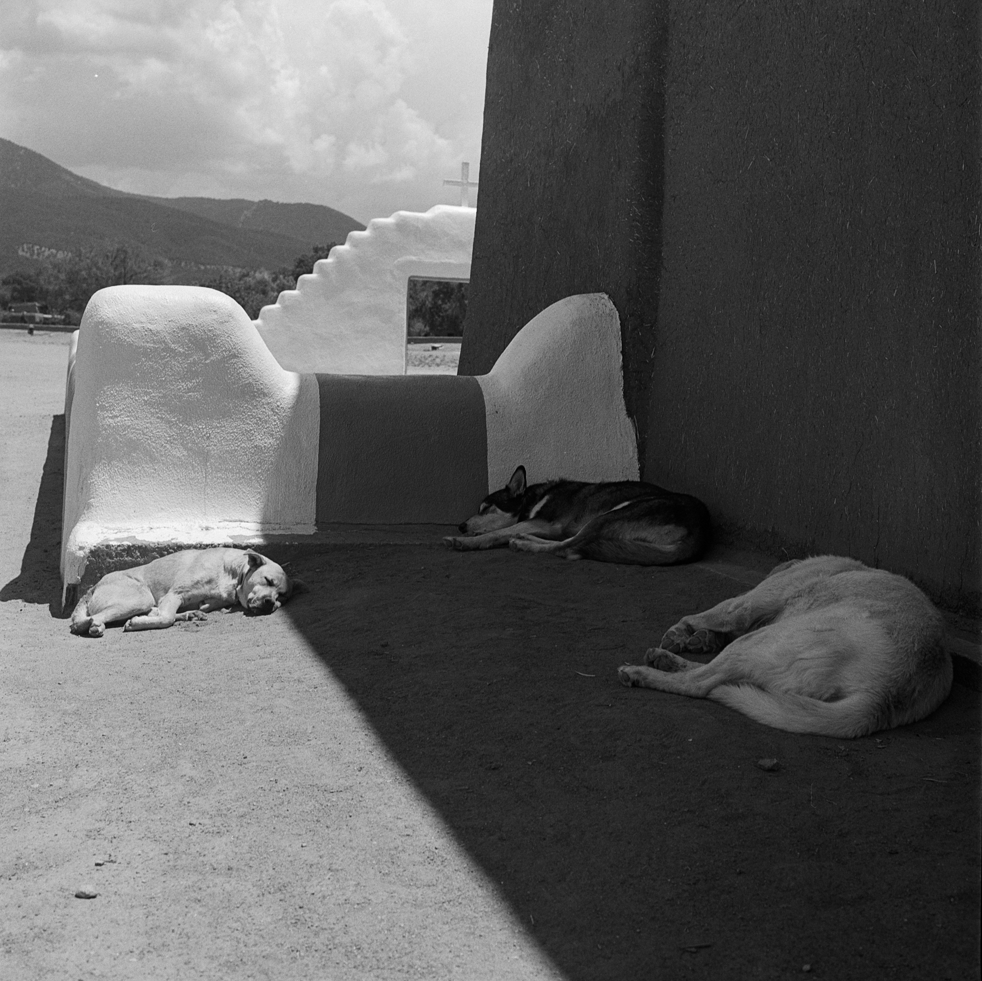 Taos Dogs | Hasselblad 500 cm | Tri-X | Amy Jasek