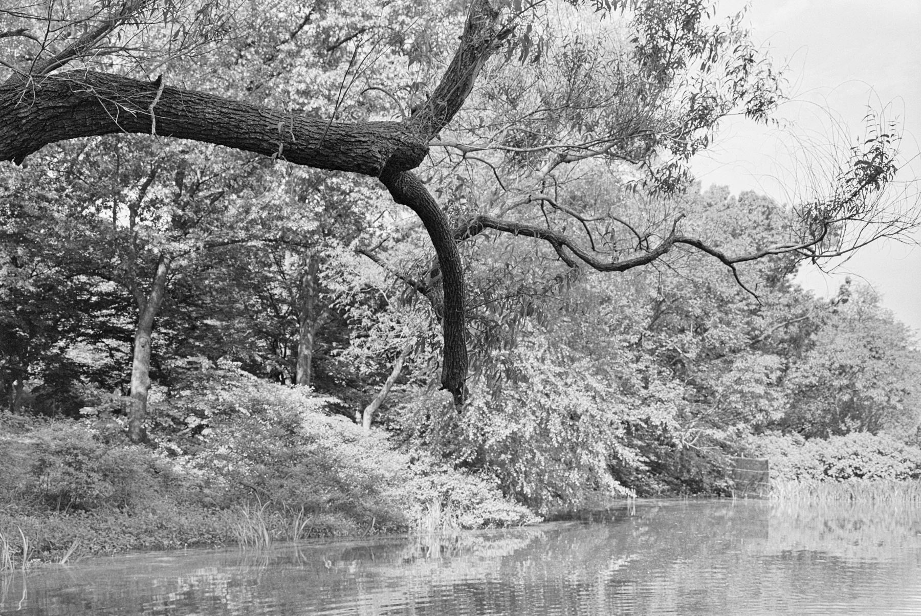 Sinar Norma, Schneider Kreuznach 150mm f5.6 Symmar and Kodak Tri-X 400