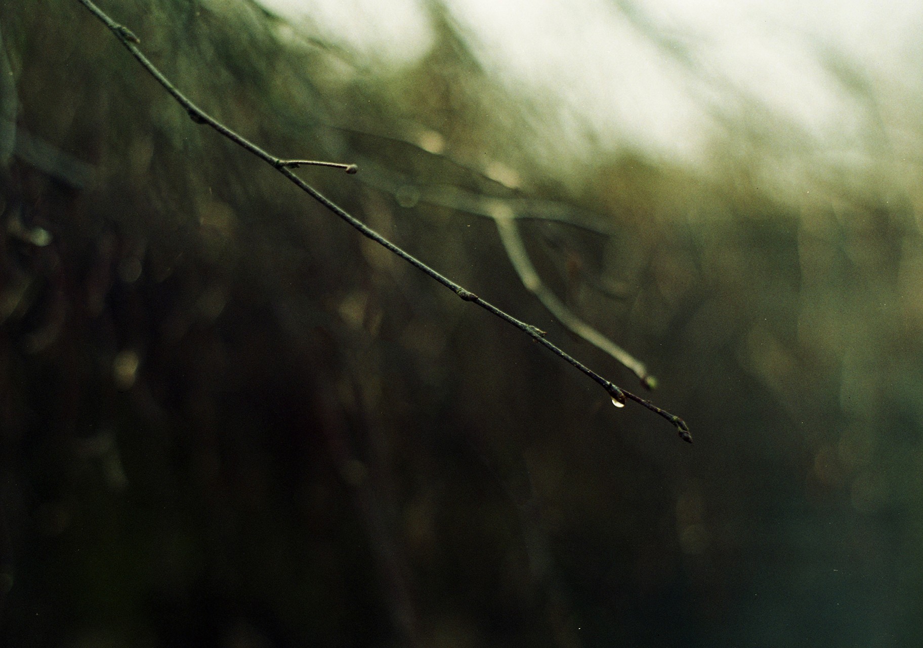 Water Droplet | Minolta | Joelle Poulos
