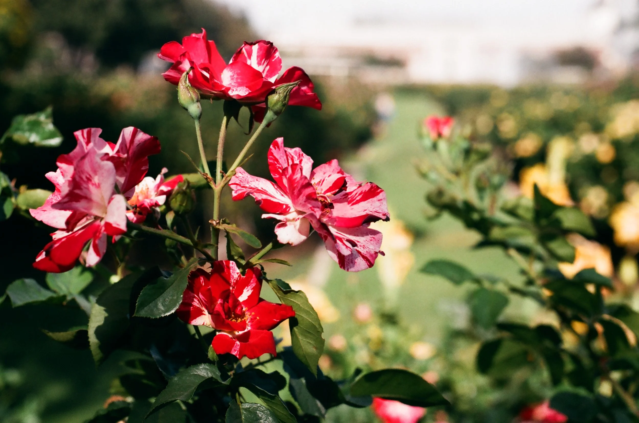 Exposition Park | Nikon FM | Andrew Salamunovich