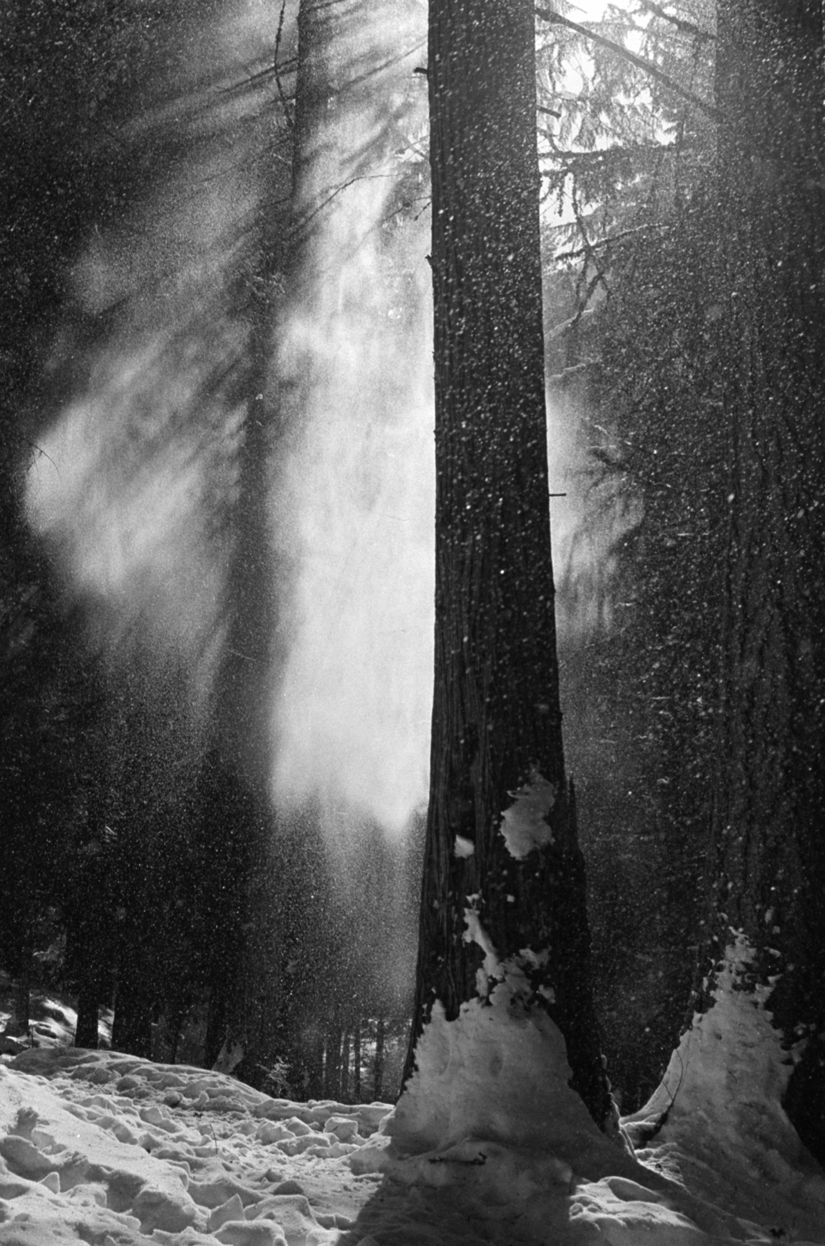Greg Maslak | Winters Last Stand | Leica M4-2