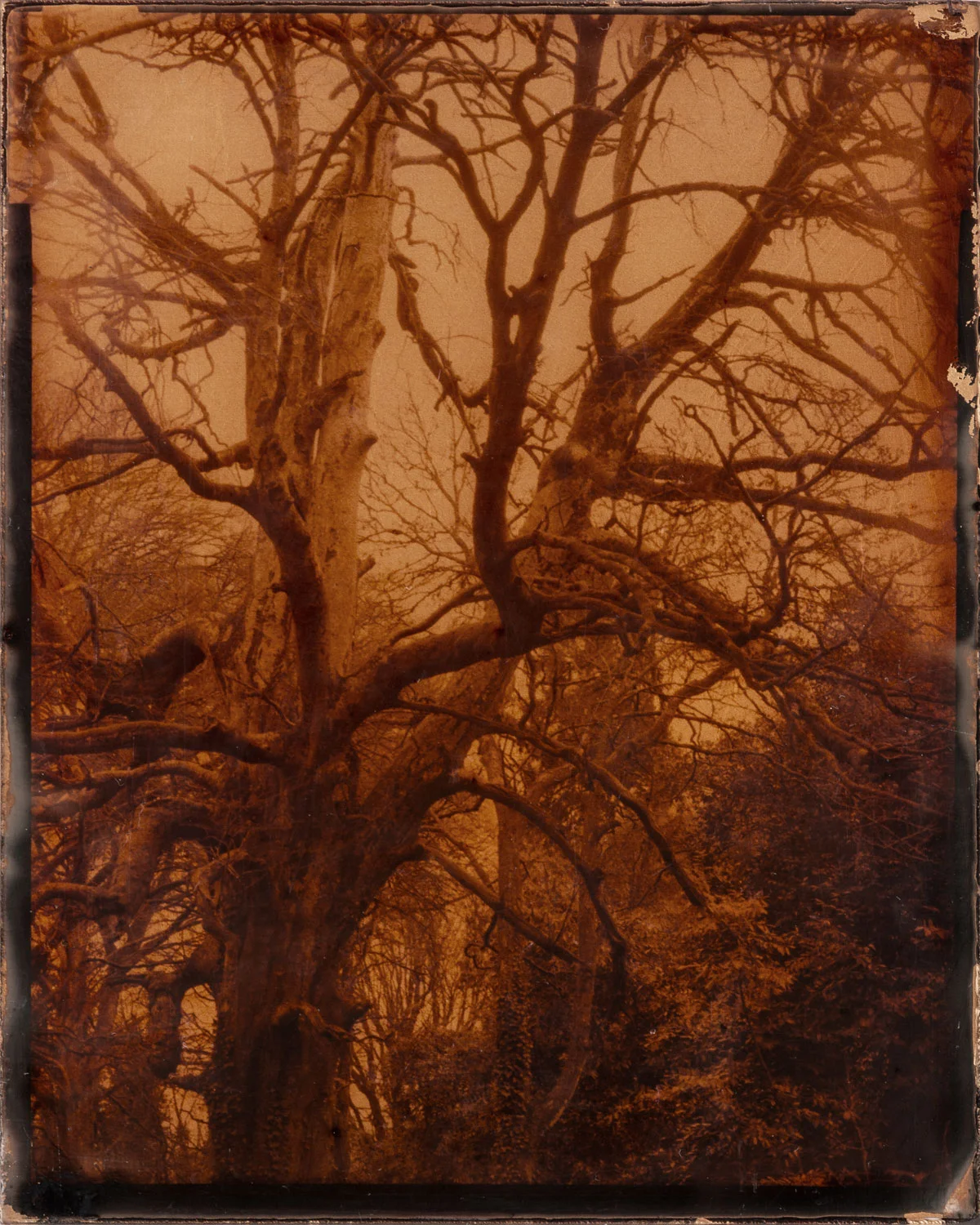 Beech Tree