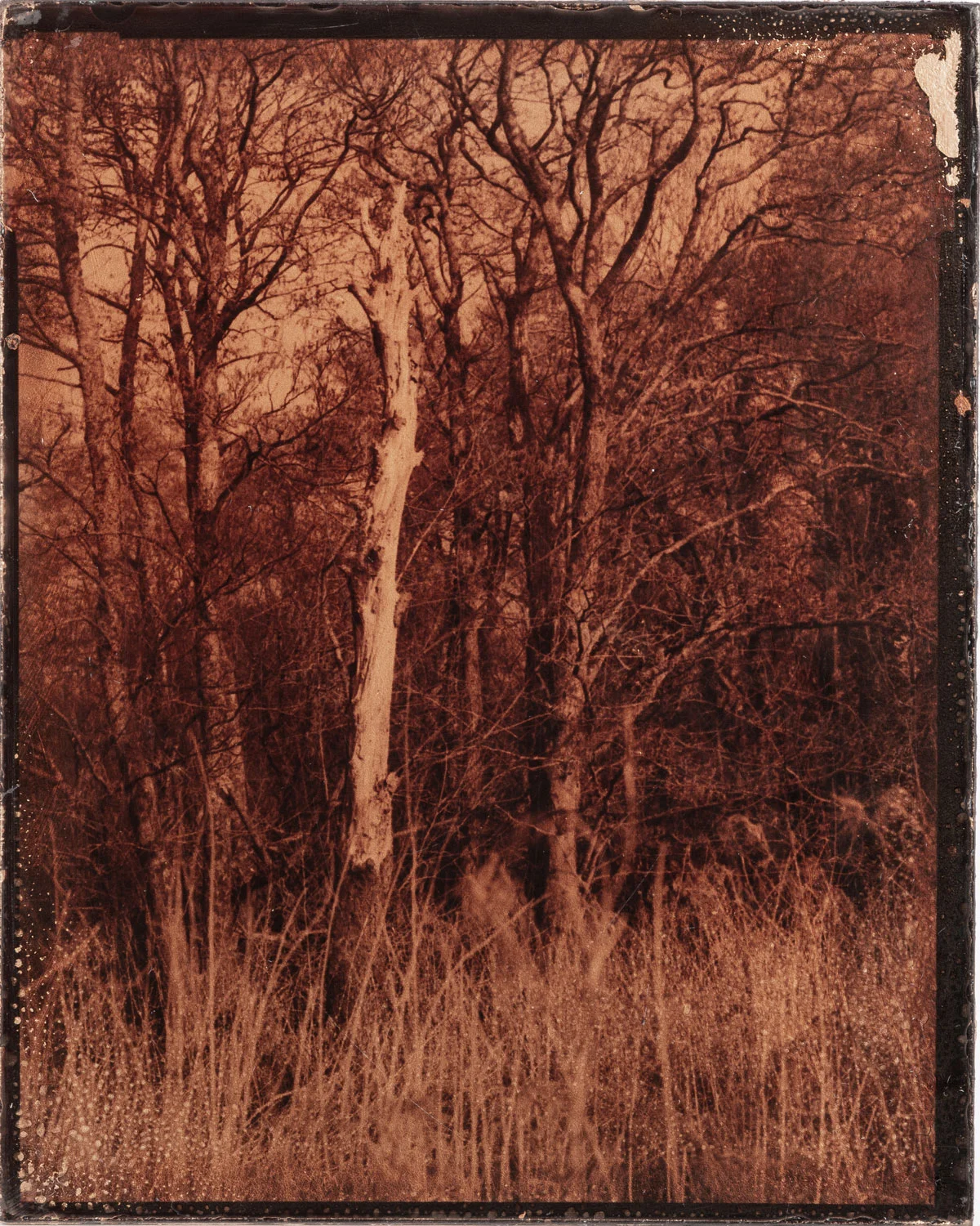 Dead Tree