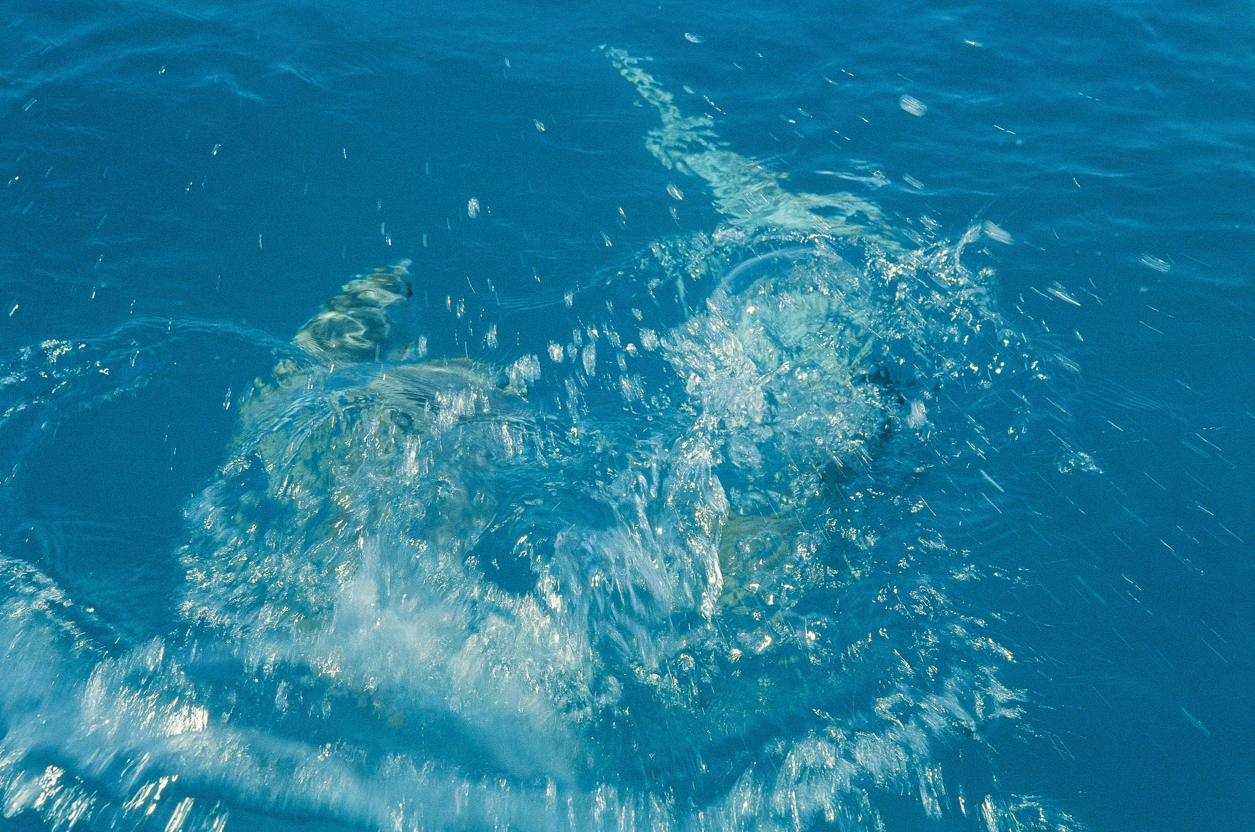 Ektachrome LR 28.jpg