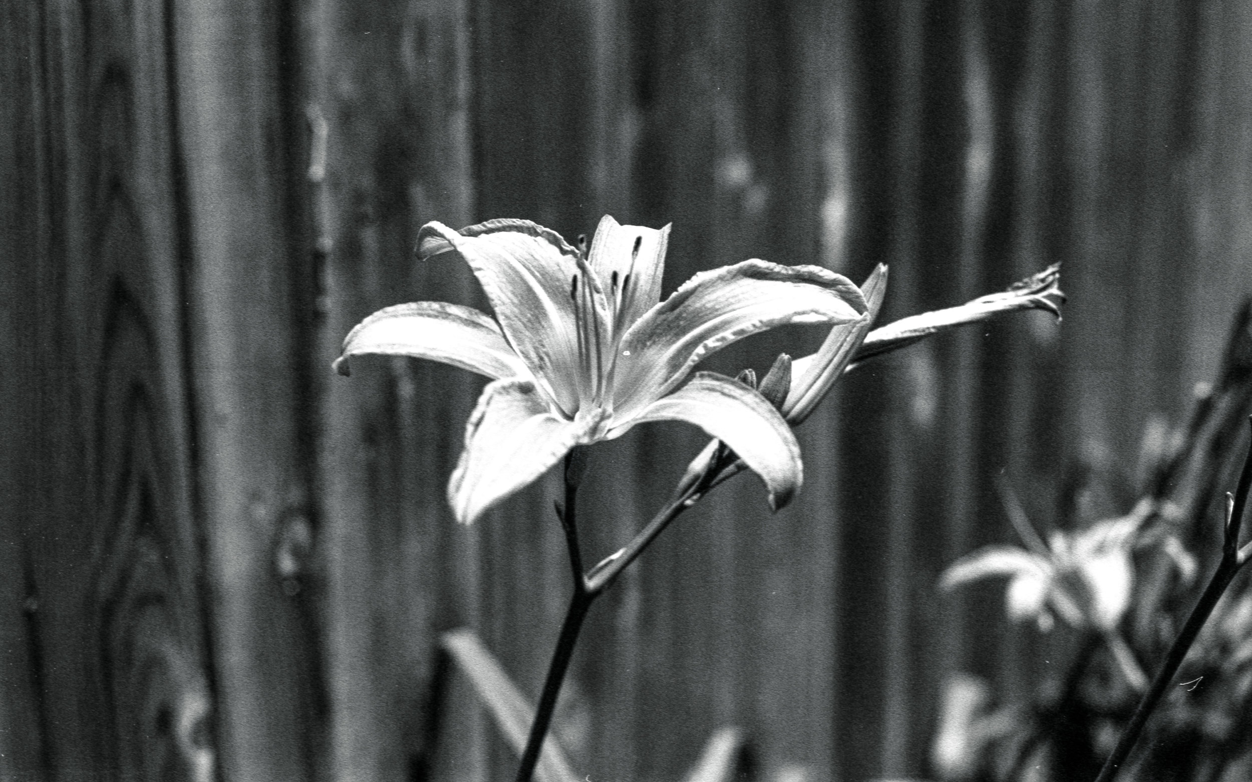  Flower in the Sun 