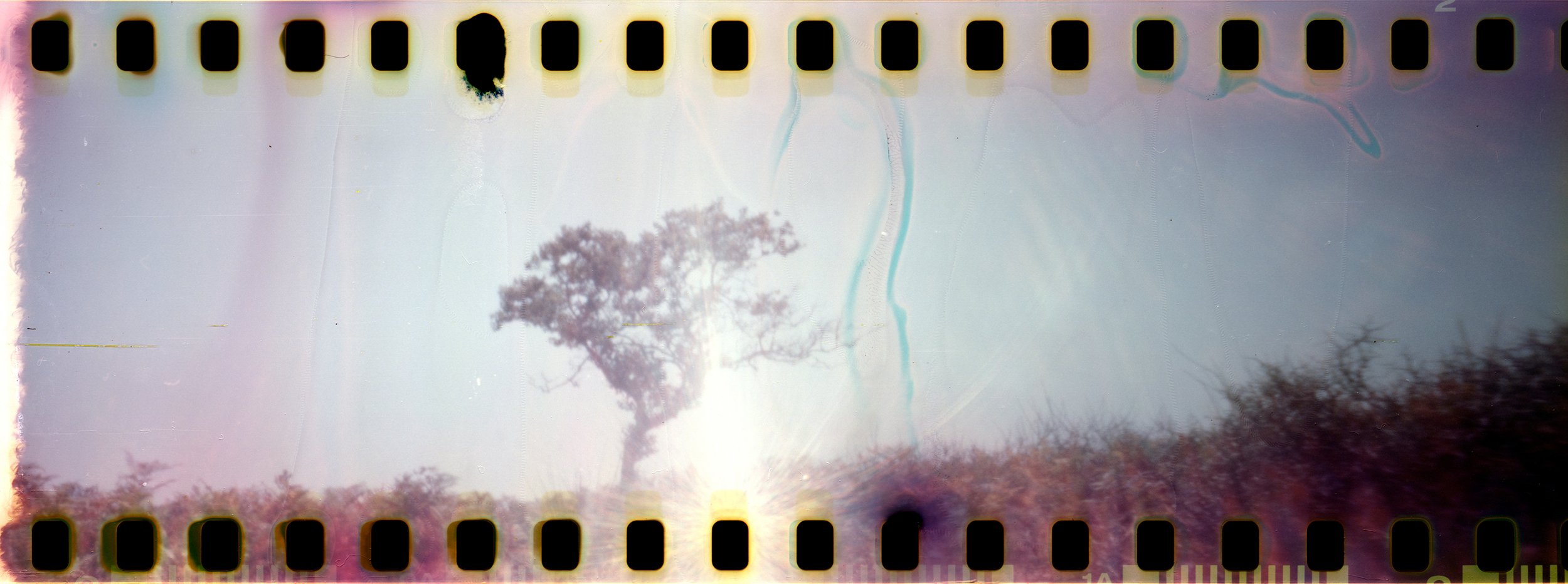 The Tree | Holga 120WPC | Kodak Color Plus Souped | Anca Pandrea