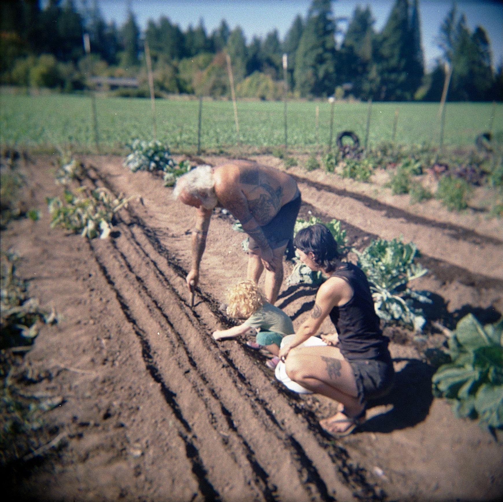 Berryeater | Holga 120N | Kodak Gold 200 | Bryan Johnson