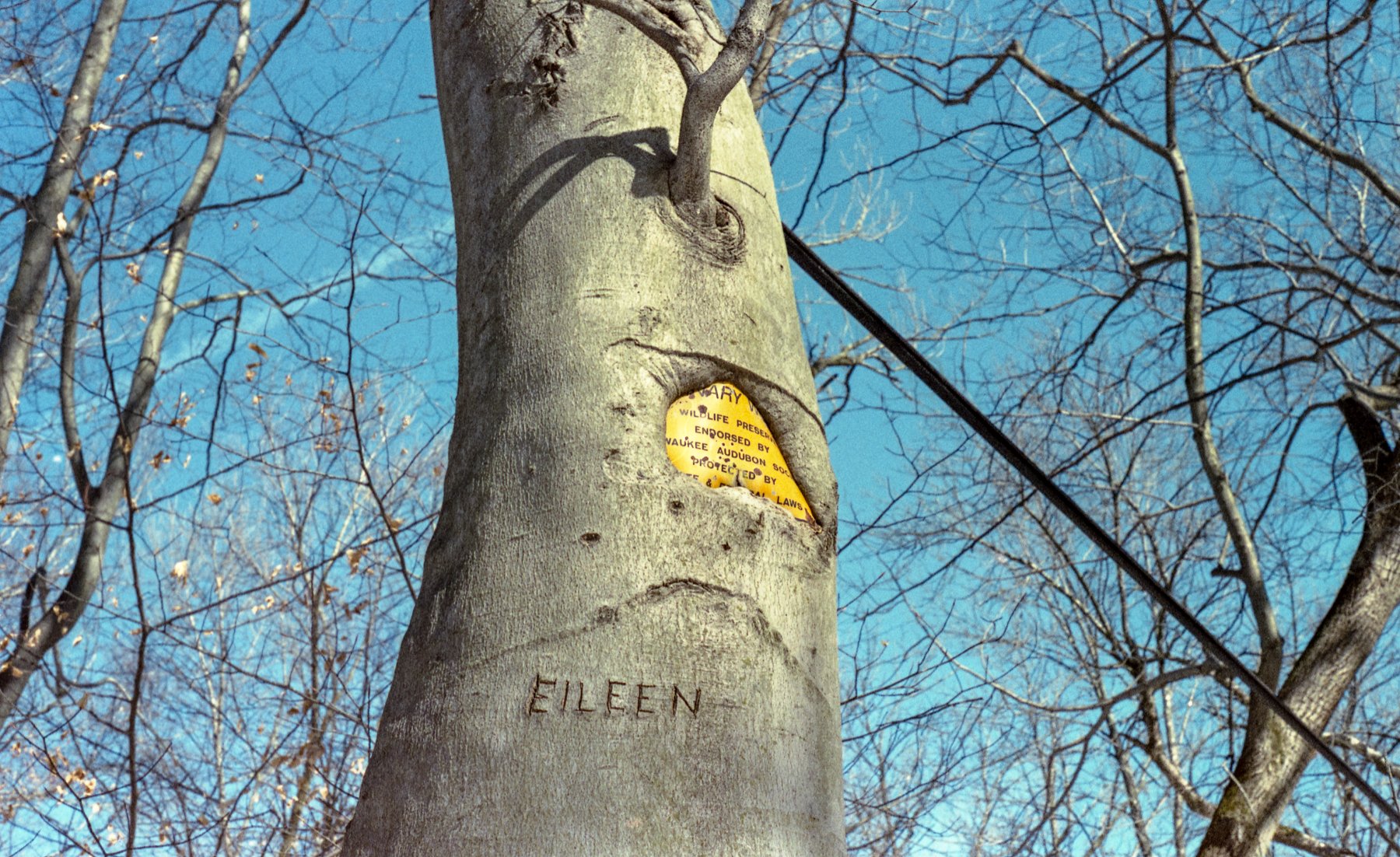 Nature Finds A Way | Pentax K1000 and Pentax-M 50mm f-2 | Fujifilm Superia X-TRA 400 | Ryan James Sarnowski