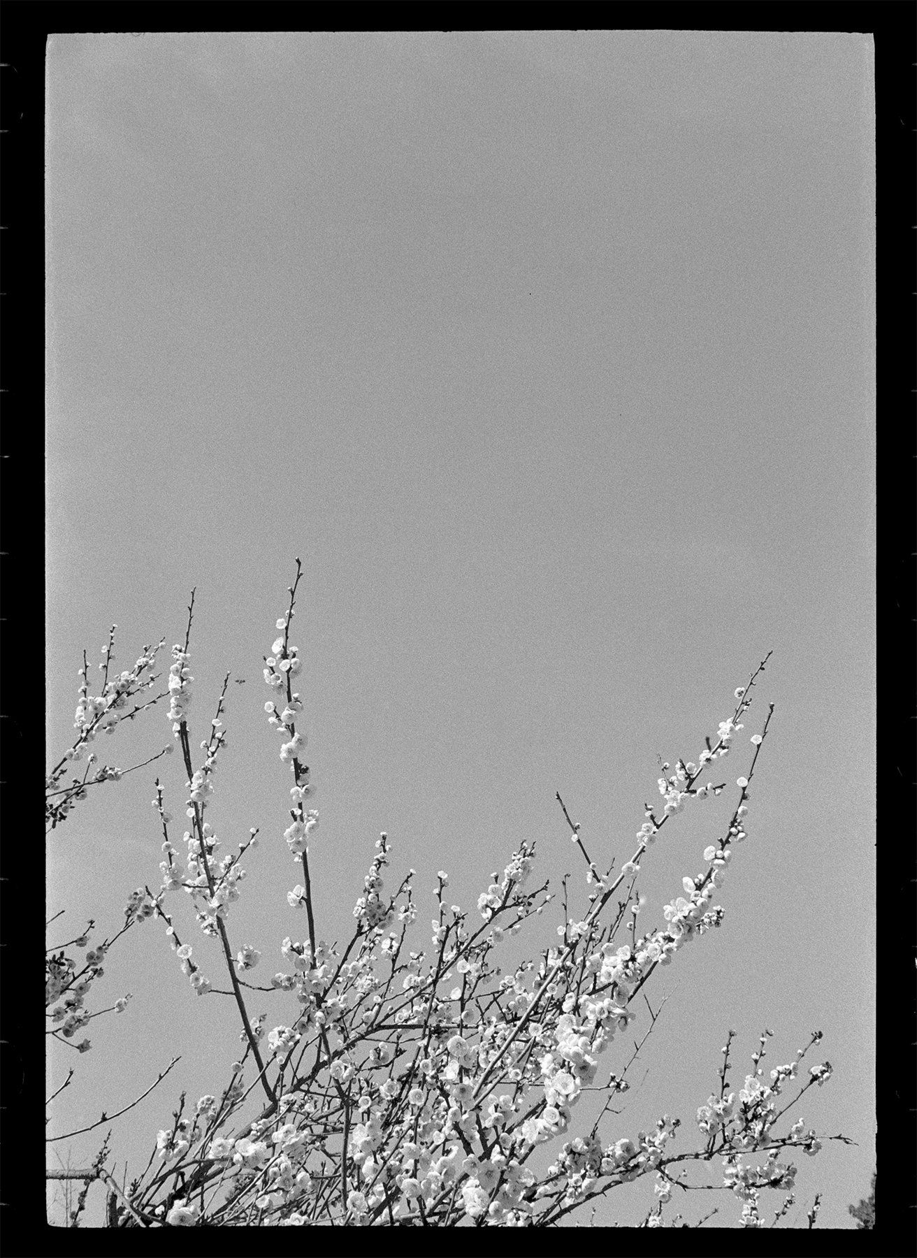 Matsubara Blooms | Minolta 35II Band Canon 35 f2.8 | Ryan Steven Green