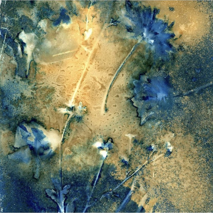 How to Make Amazing Cyanotype Prints on Paper - Made By Barb 