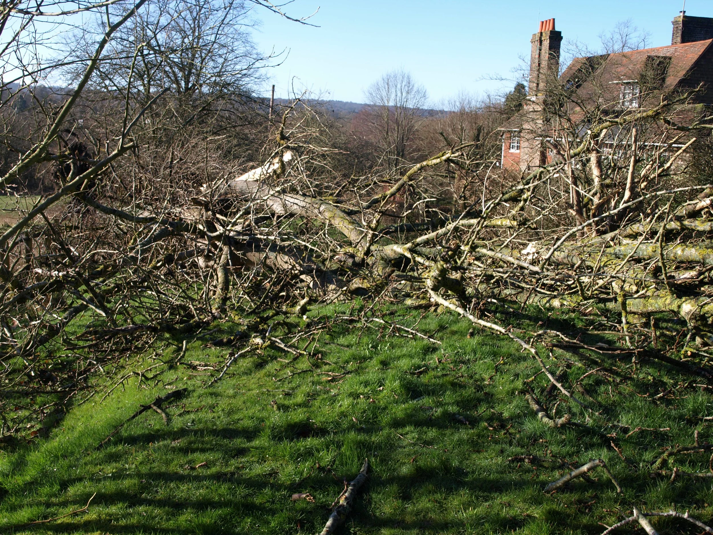 The day the cypress tree nearly fell onto Spanden Cottage