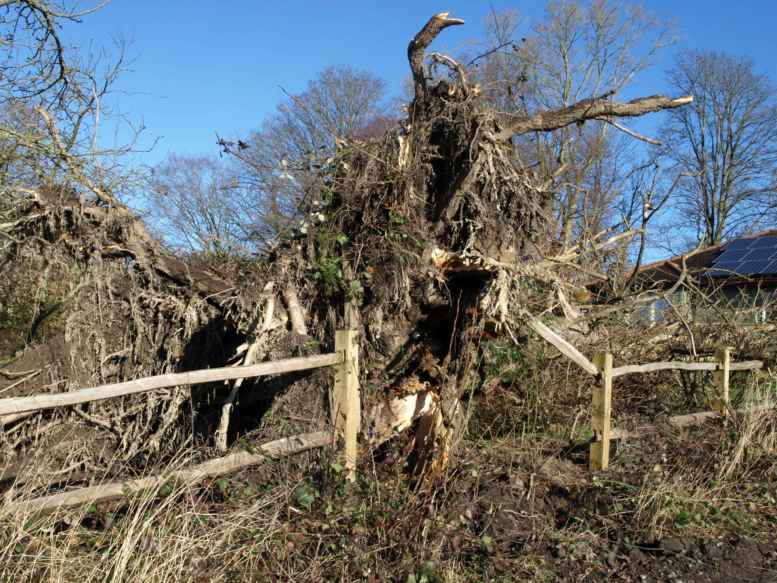 The day the cypress tree nearly fell onto Spanden Cottage