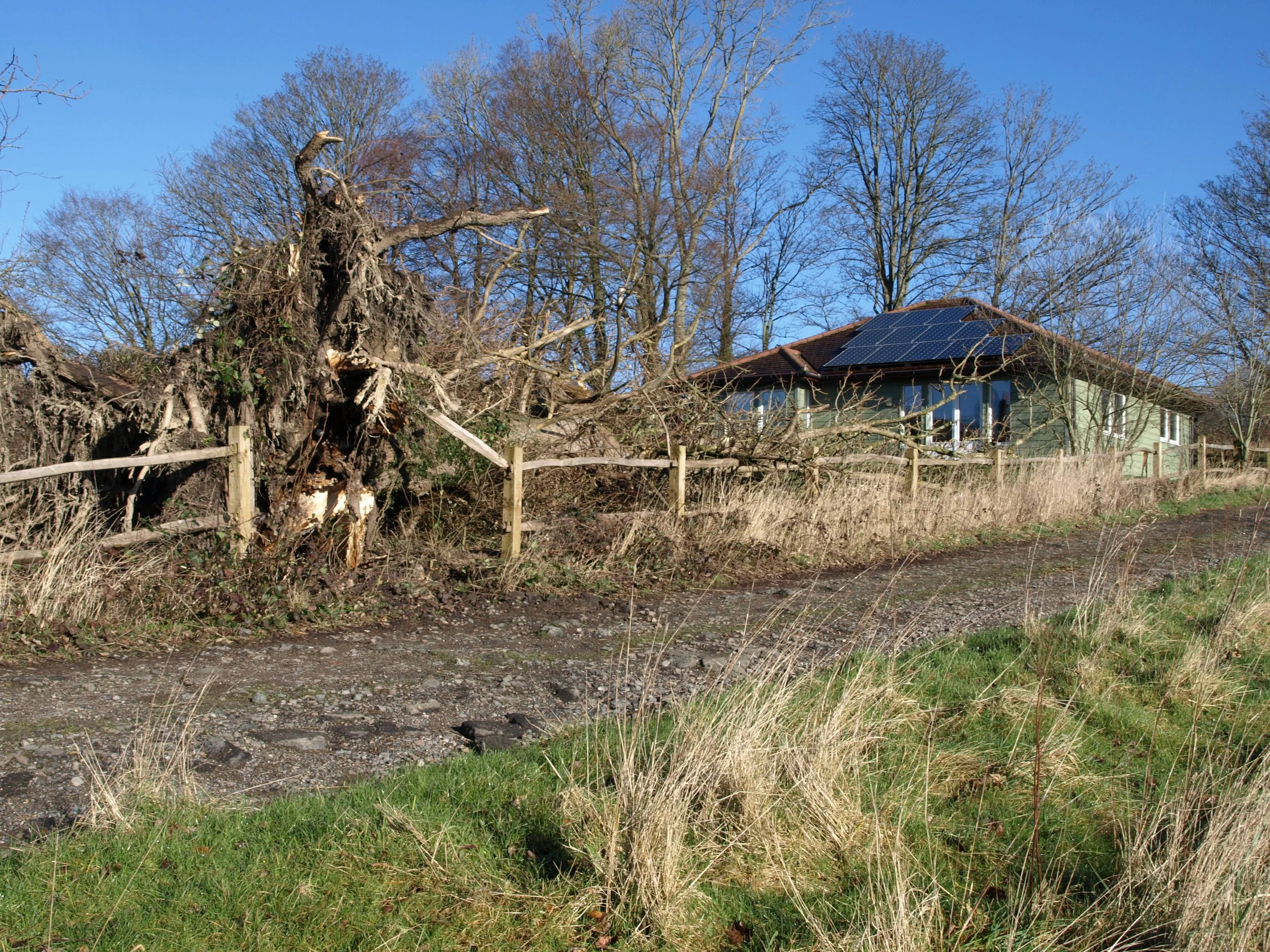 The day the cypress tree nearly fell onto Spanden Cottage